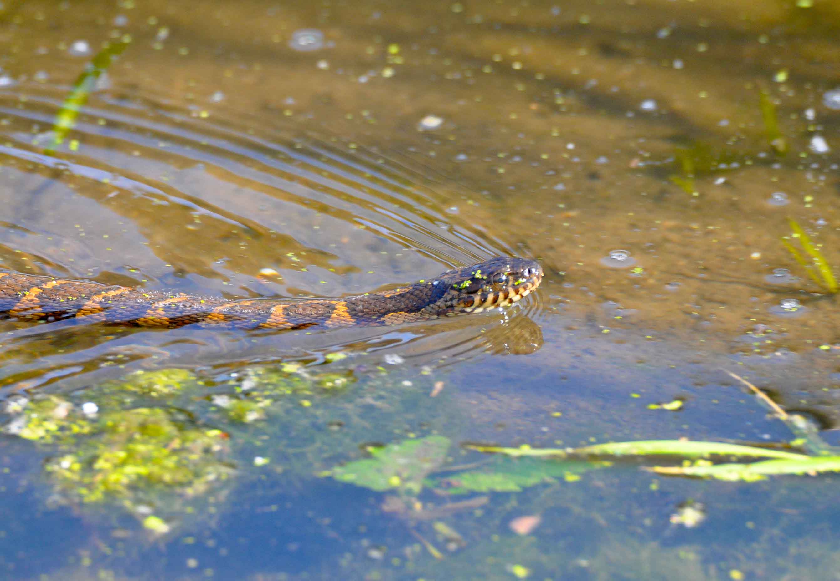 Northern water snake in the water.