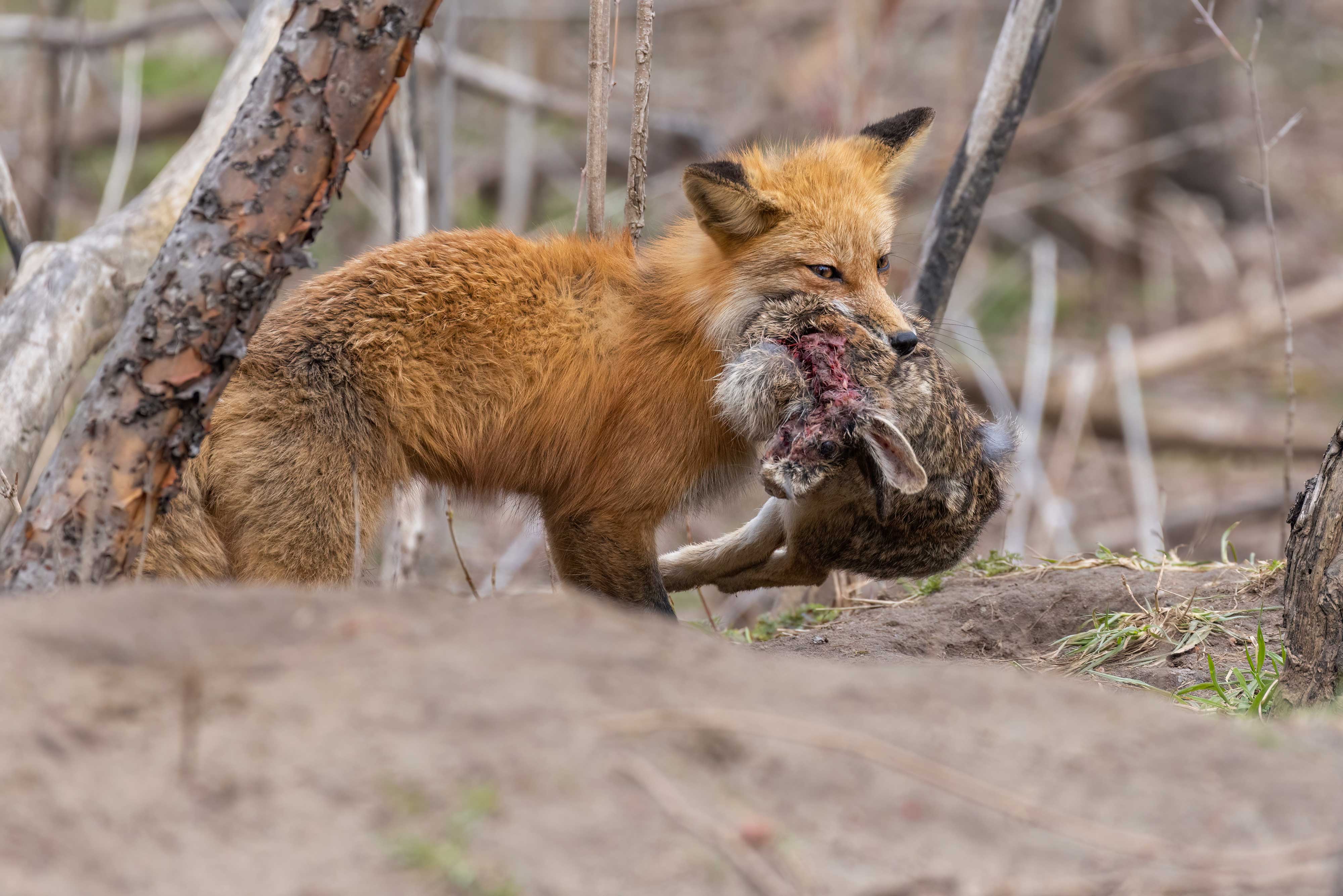 A red fox carries a rabbit in its mouth
