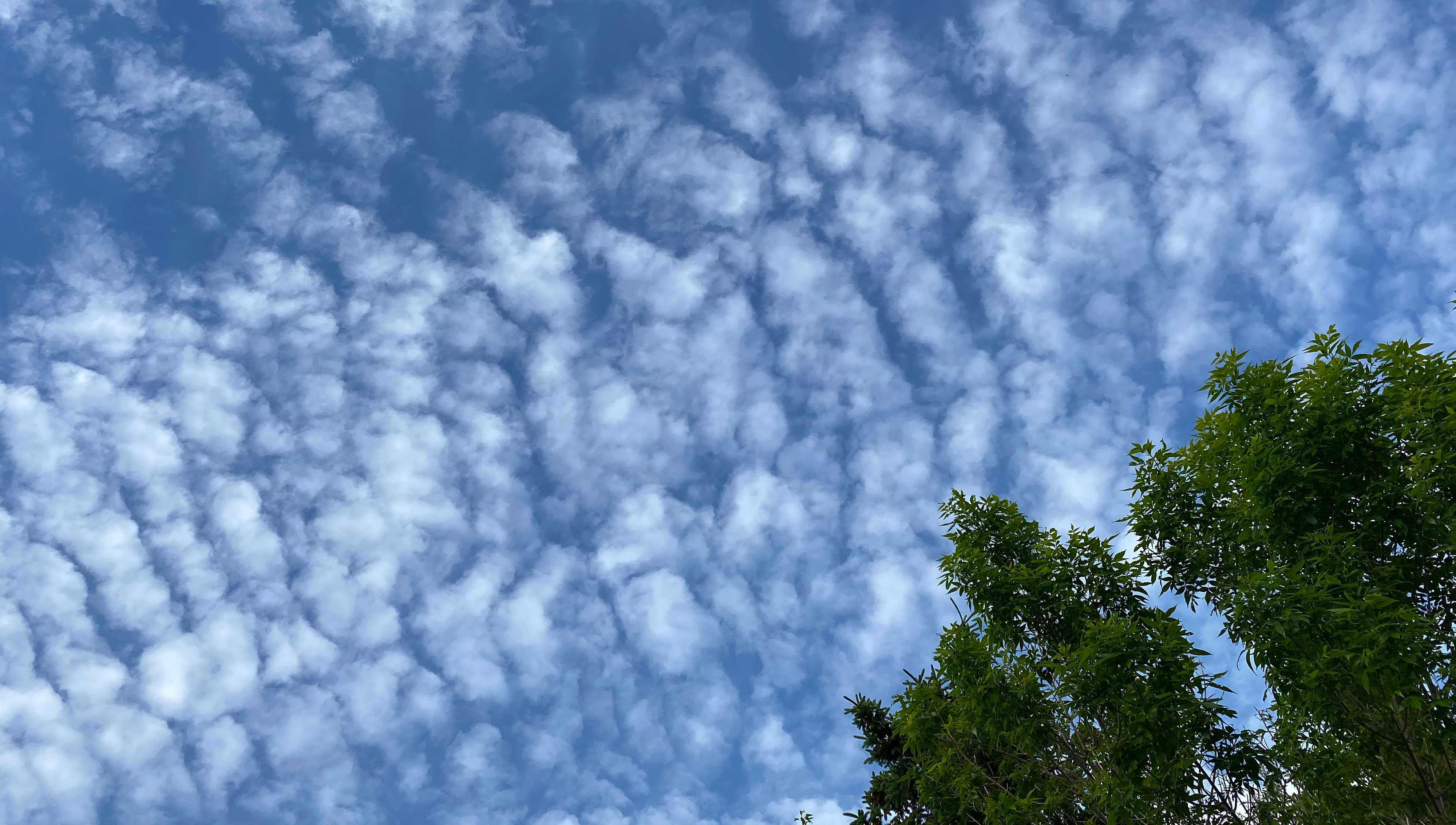 Cirrocumulus clouds.