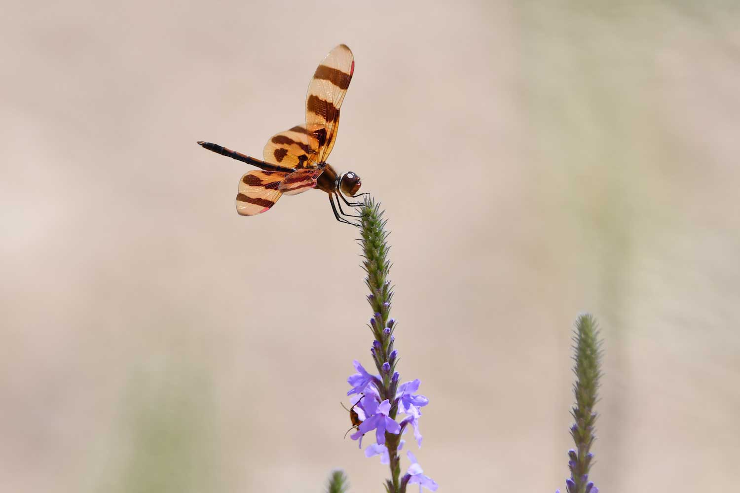 A Halloween pennant dragonfly perched atop a hoary vervain plant.