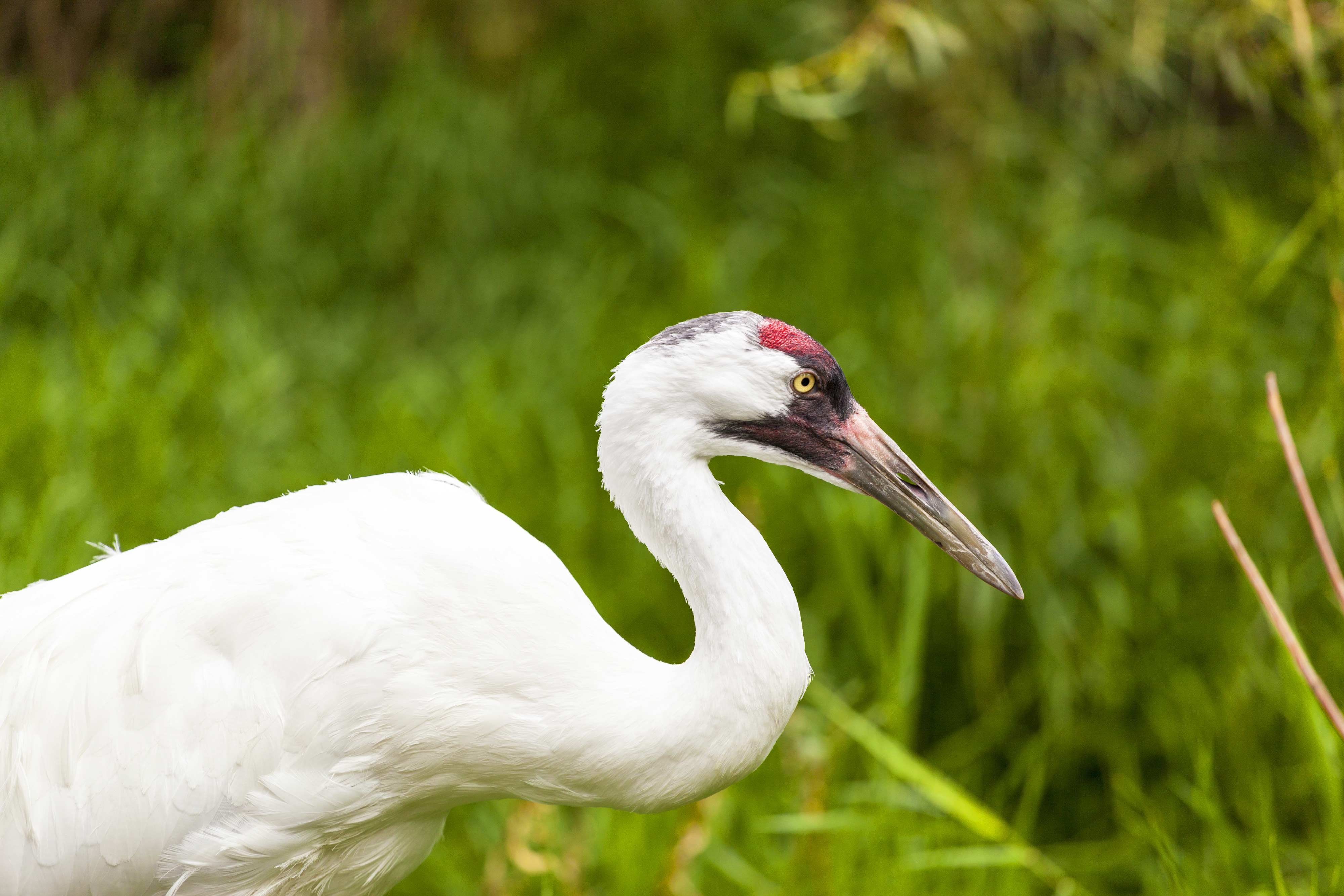A whooping crane in a field.