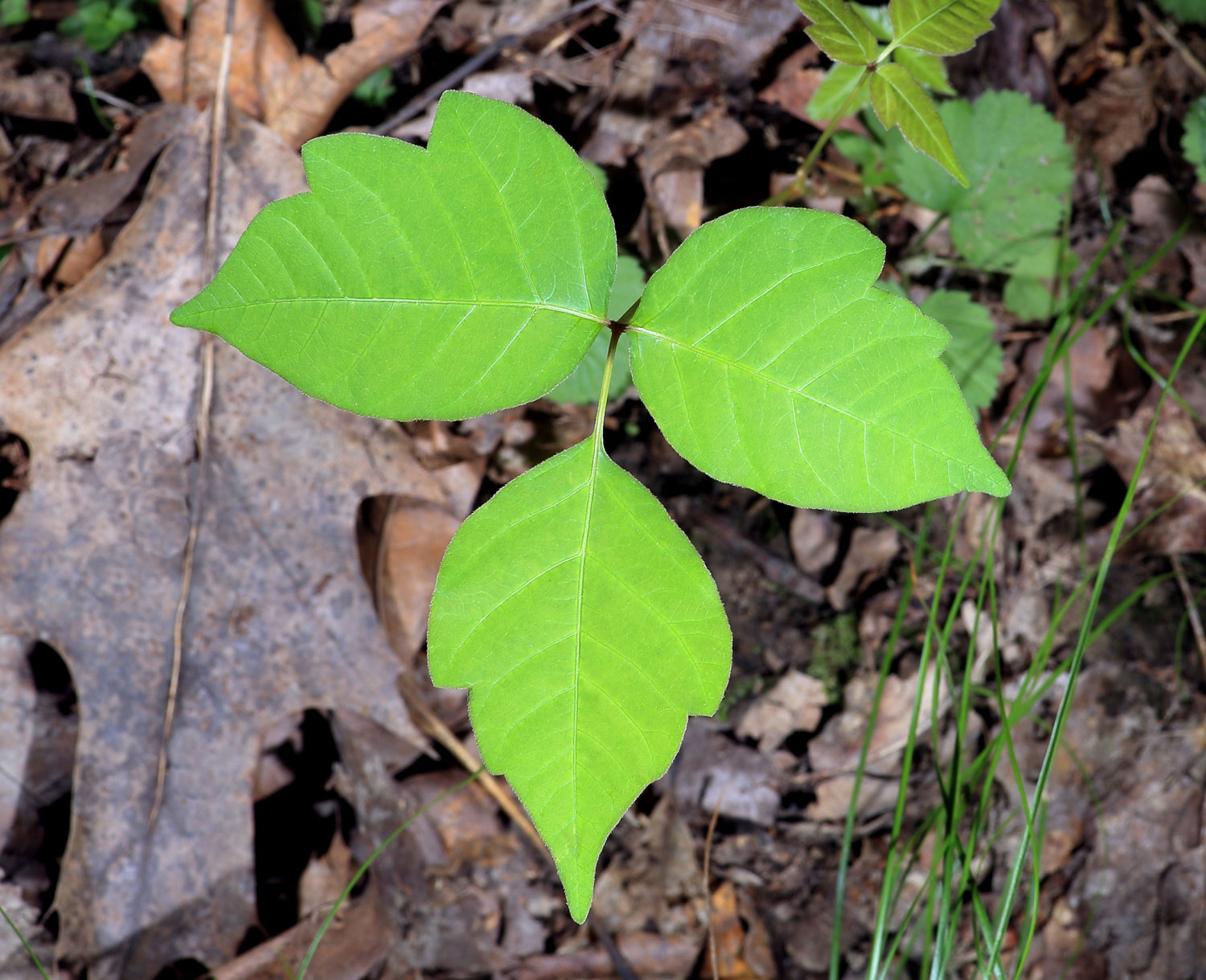 Leaves Of Three Let It Be How To Avoid Poison Ivy And Its Itchy Rash Forest Preserve District Of Will County