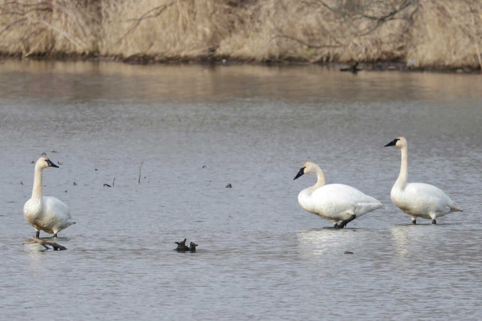 Three trumpeter swans standing in shallow water.