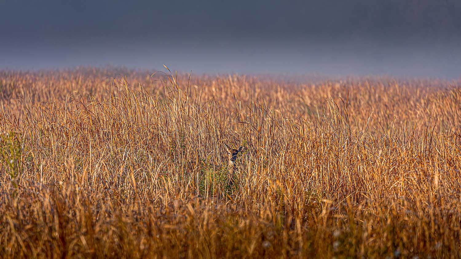 Prairie hotsell