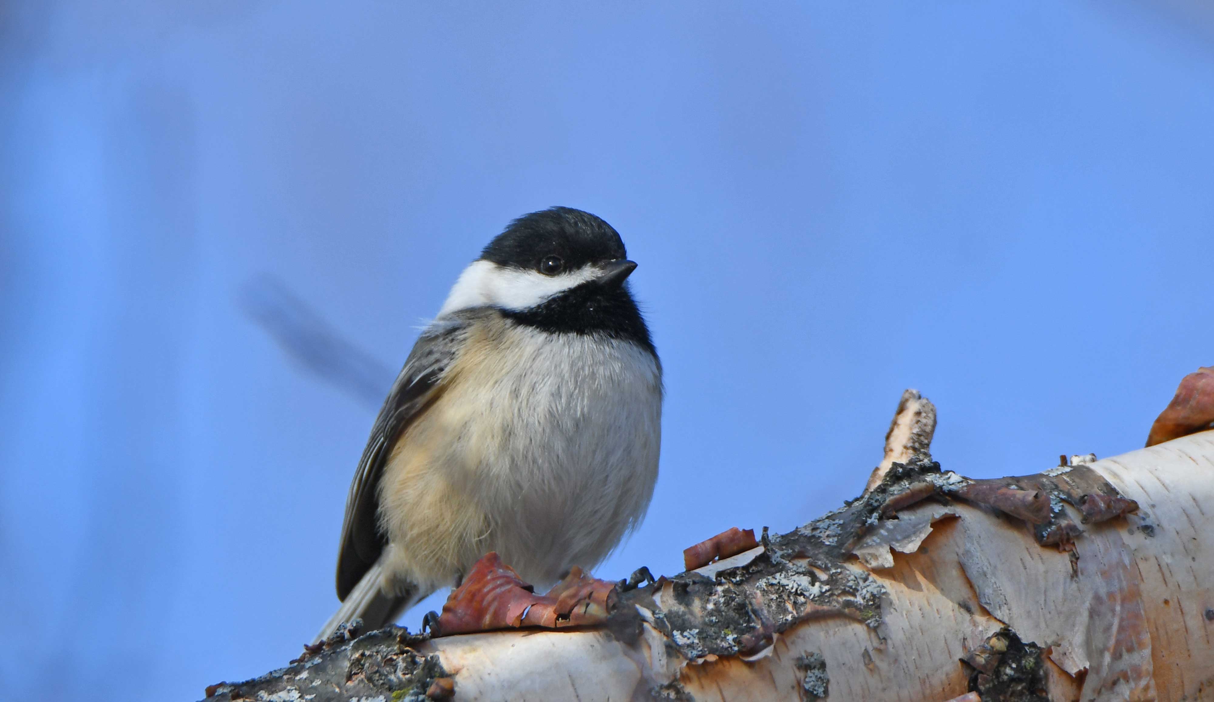 A black-capped chickadee on a branch.