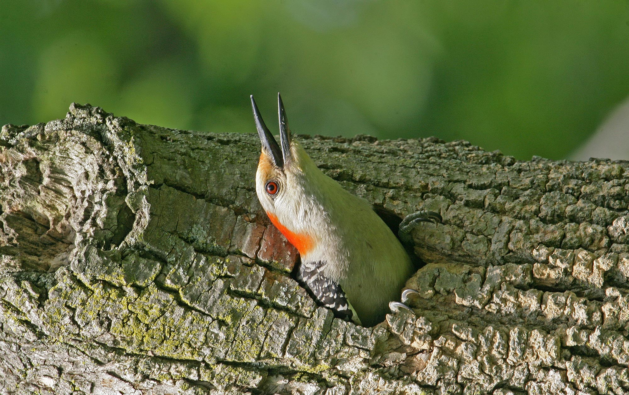 A red-bellied woodpecker poking its head out of a tree cavity.