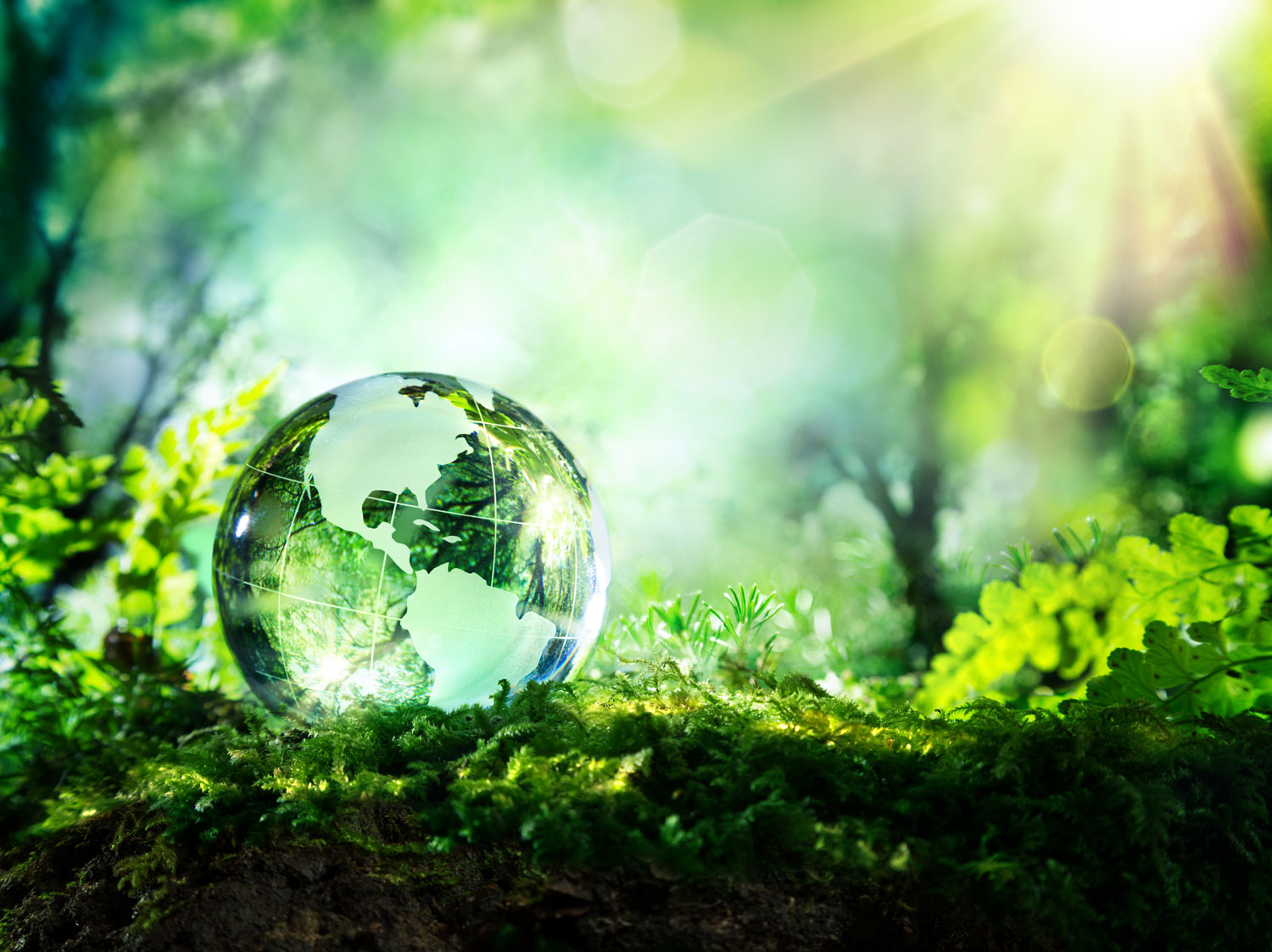 A globe-like glass sphere on a bed of moss and grass with the sun shining on it. 