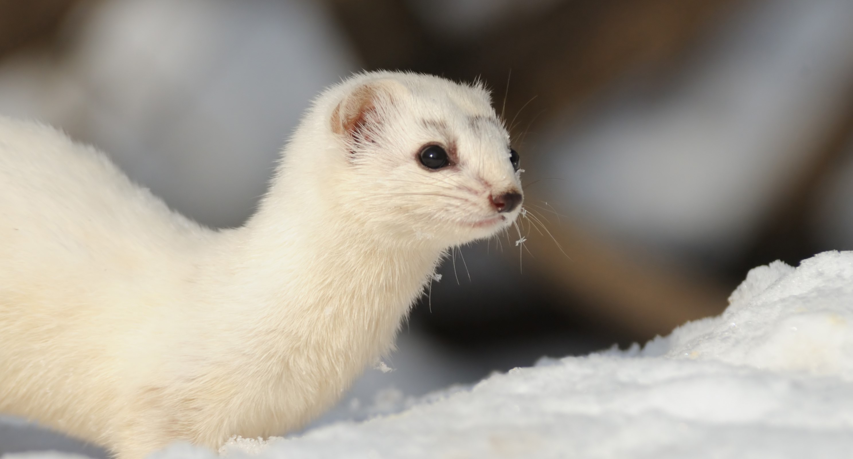 A least weasel blending in with snow-covered ground.