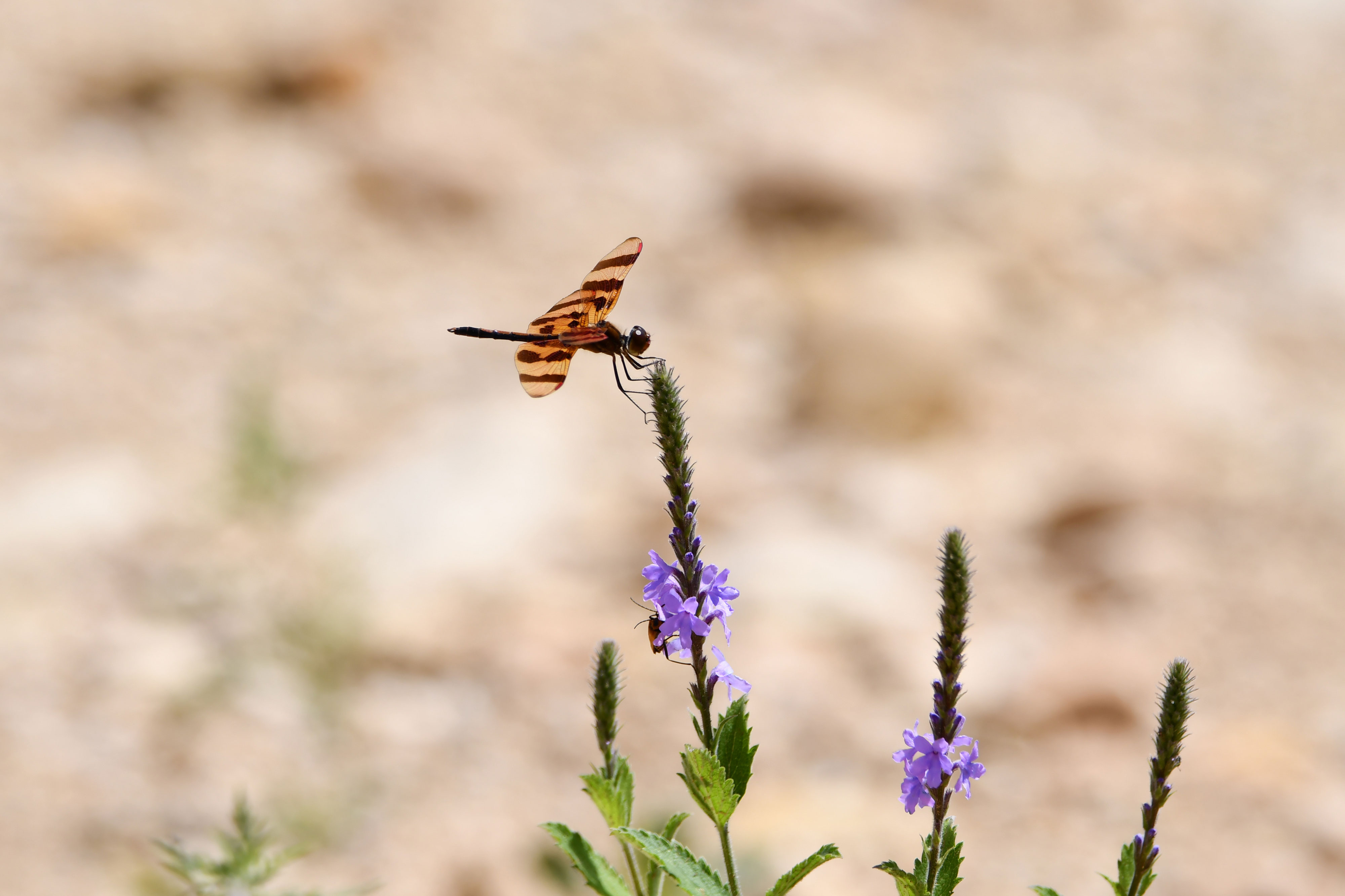 A halloween pennant dragonfly on a purple flower.