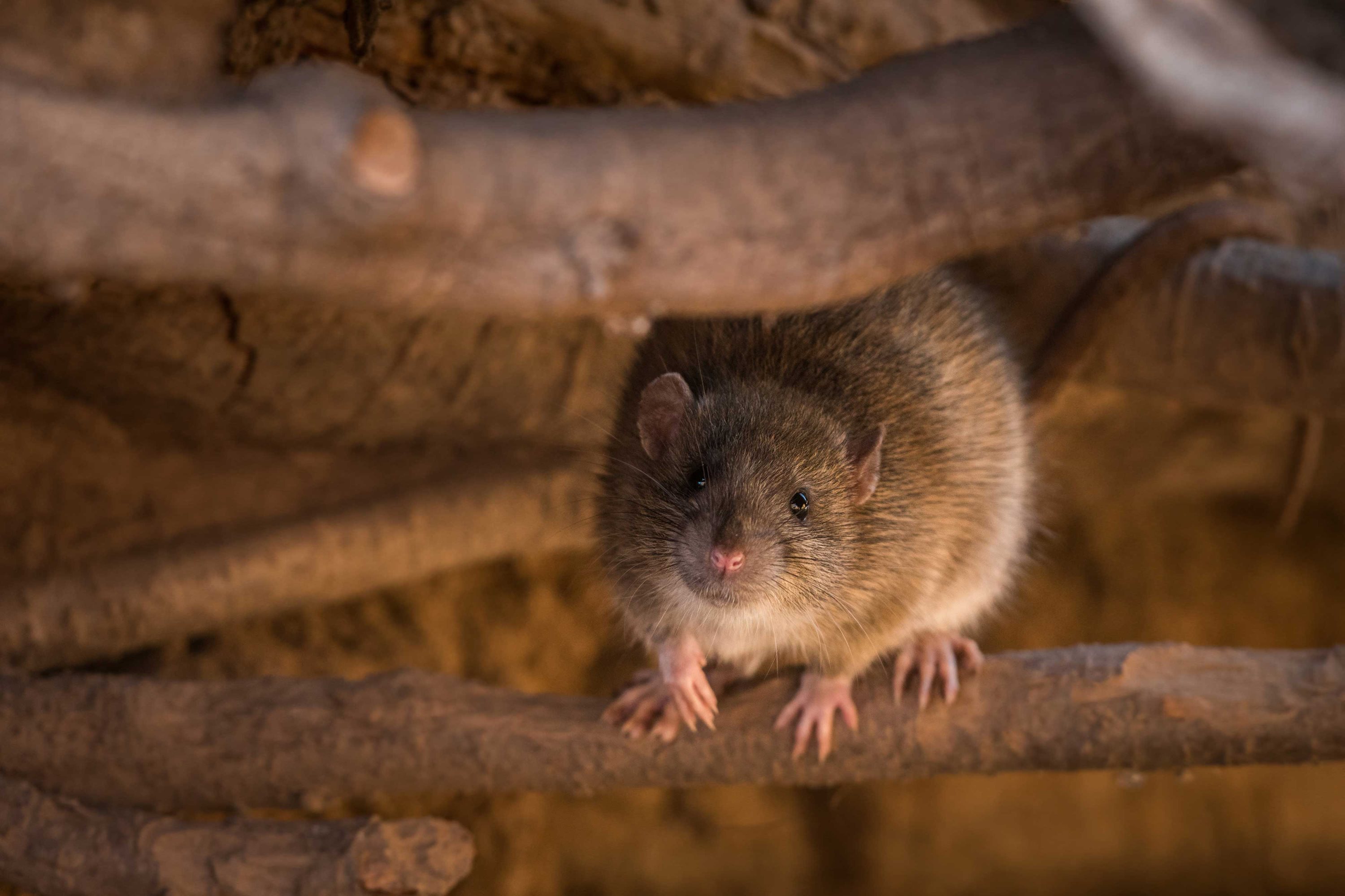 How To Coexist With Mice and Rats - Forest Preserve District of Will County