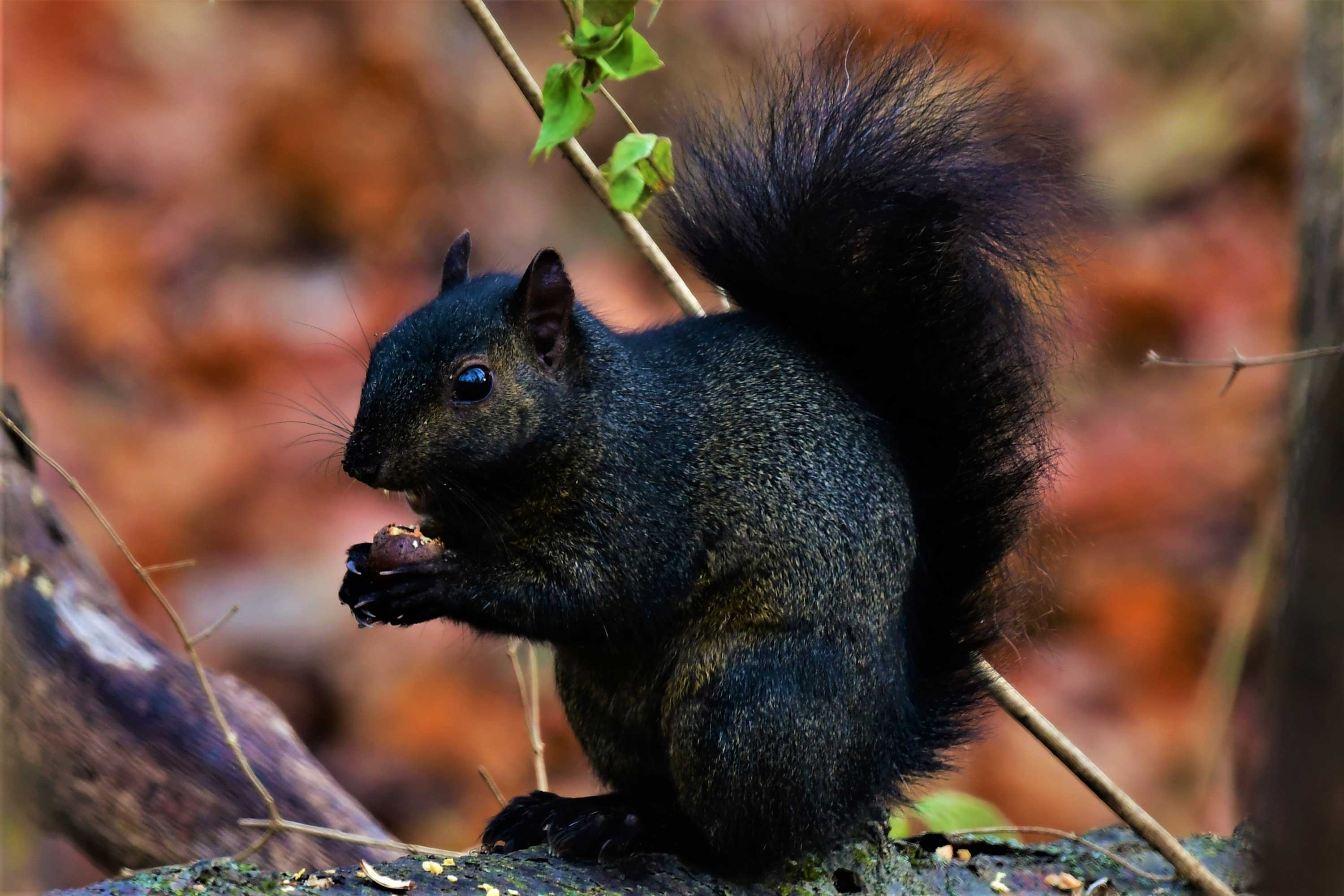 12 Nutty Facts About Squirrels - Forest Preserve District Of Will County