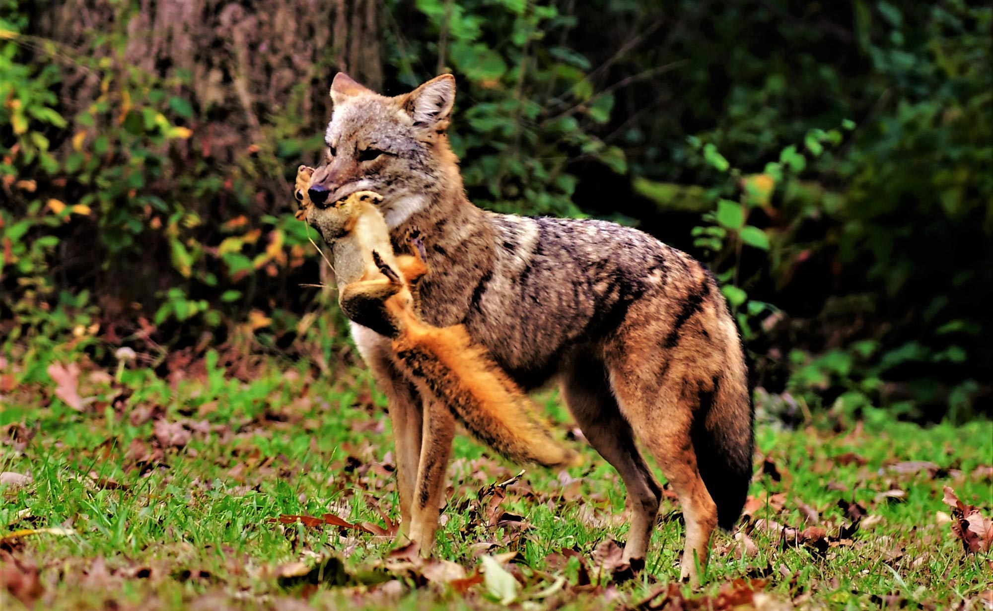 A coyote with a squirrel in its mouth.