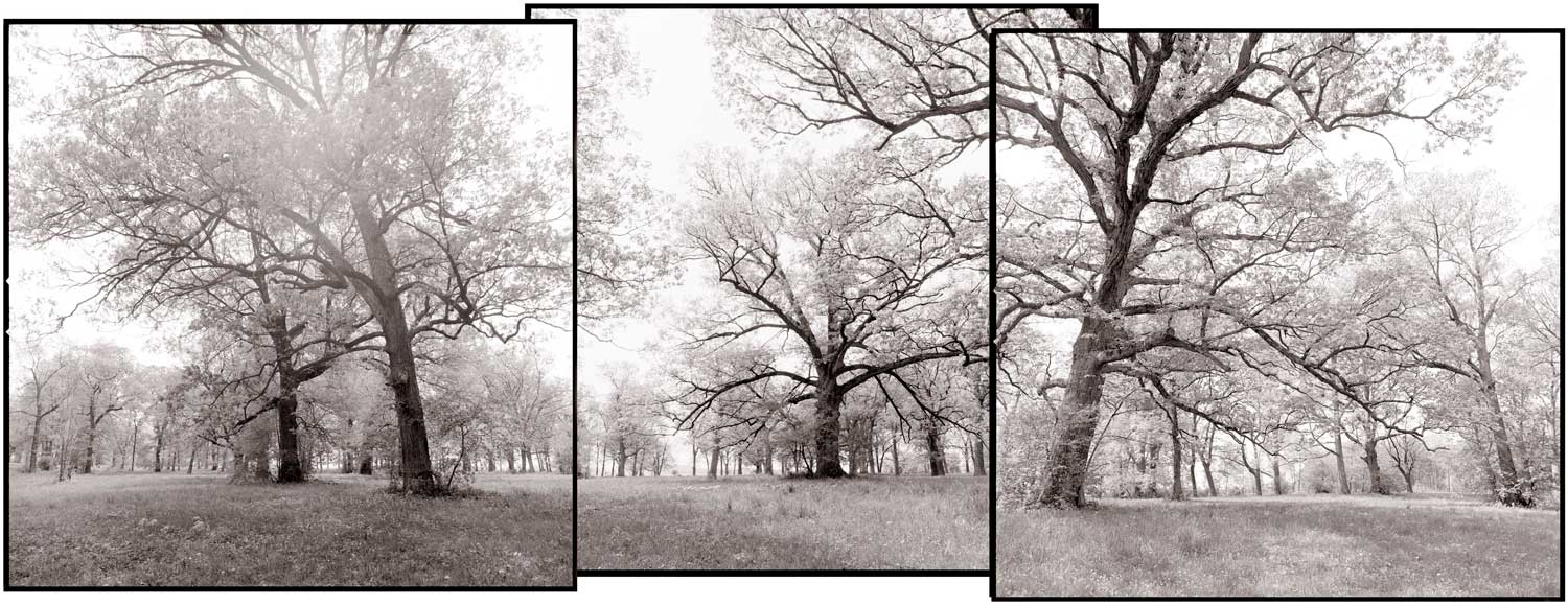 A series of three photographs depicting a tree.