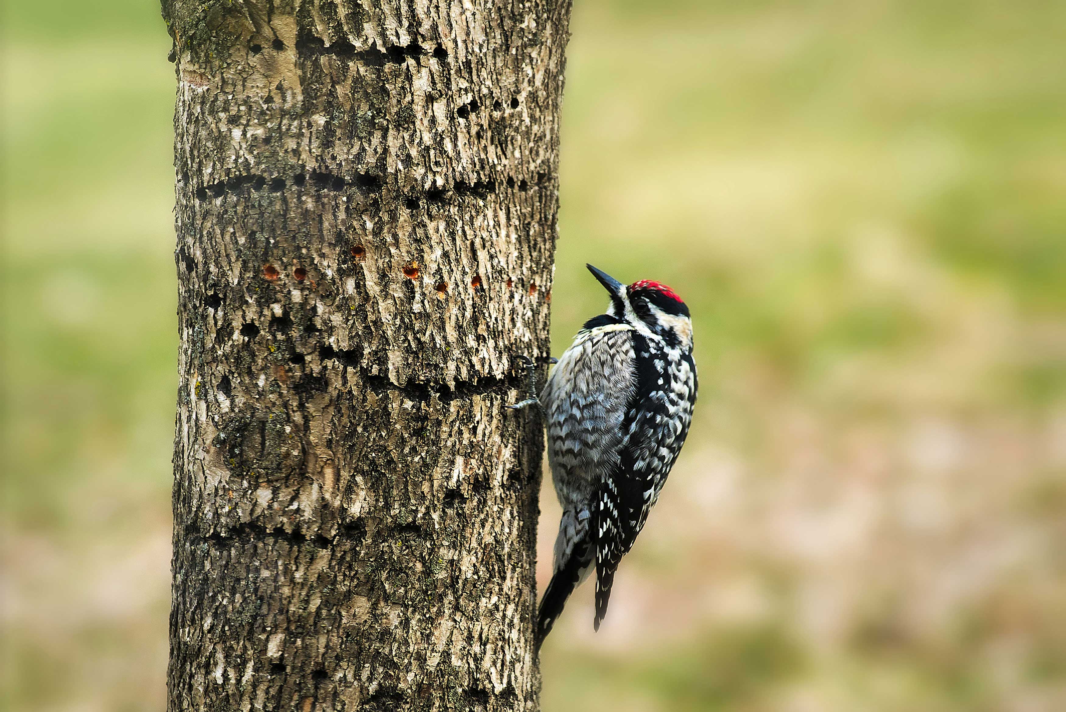 A yellow-bellied woodpecker on tree bark.