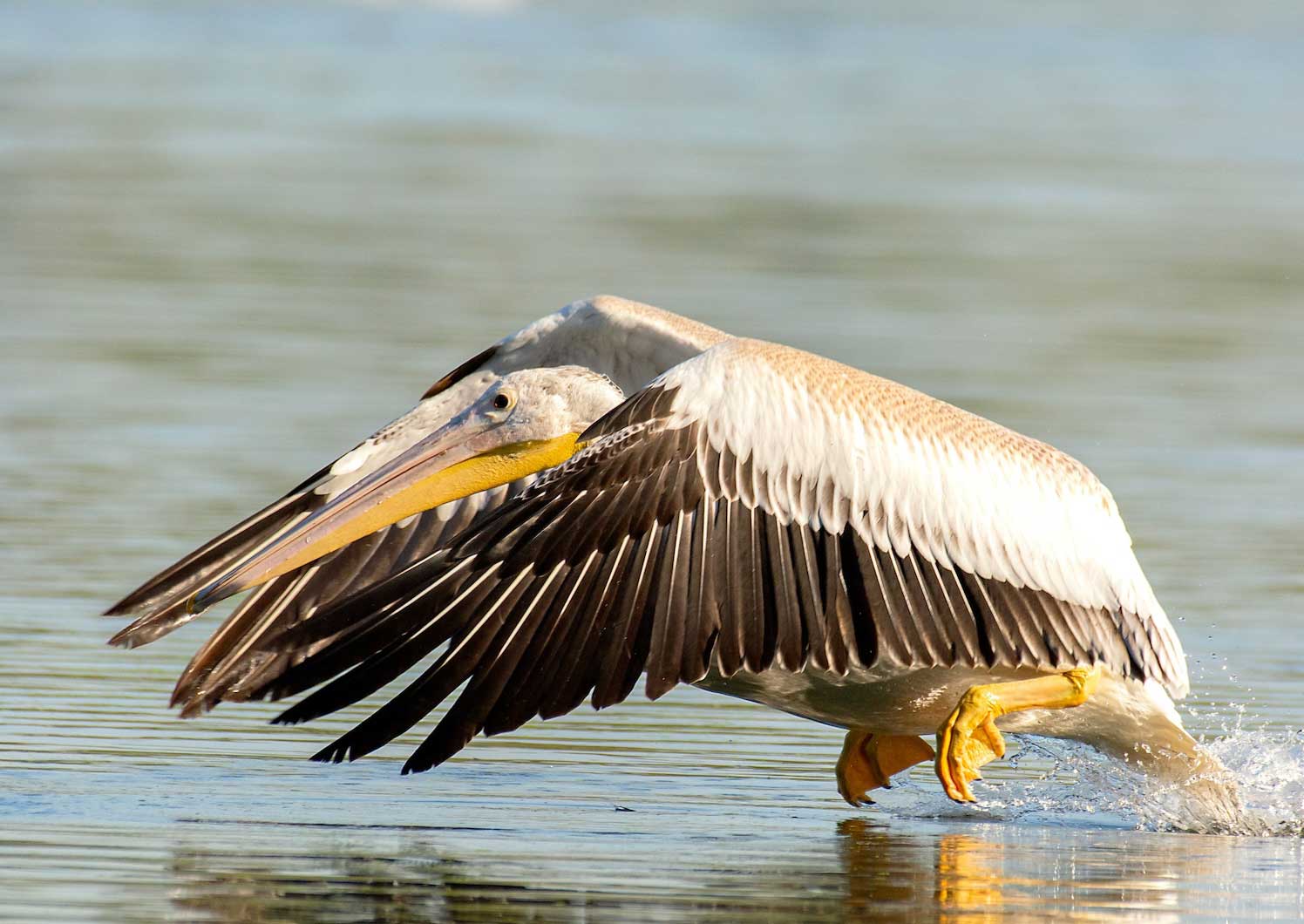 A pelican in flight with its wings extended forward just over the water's surface.