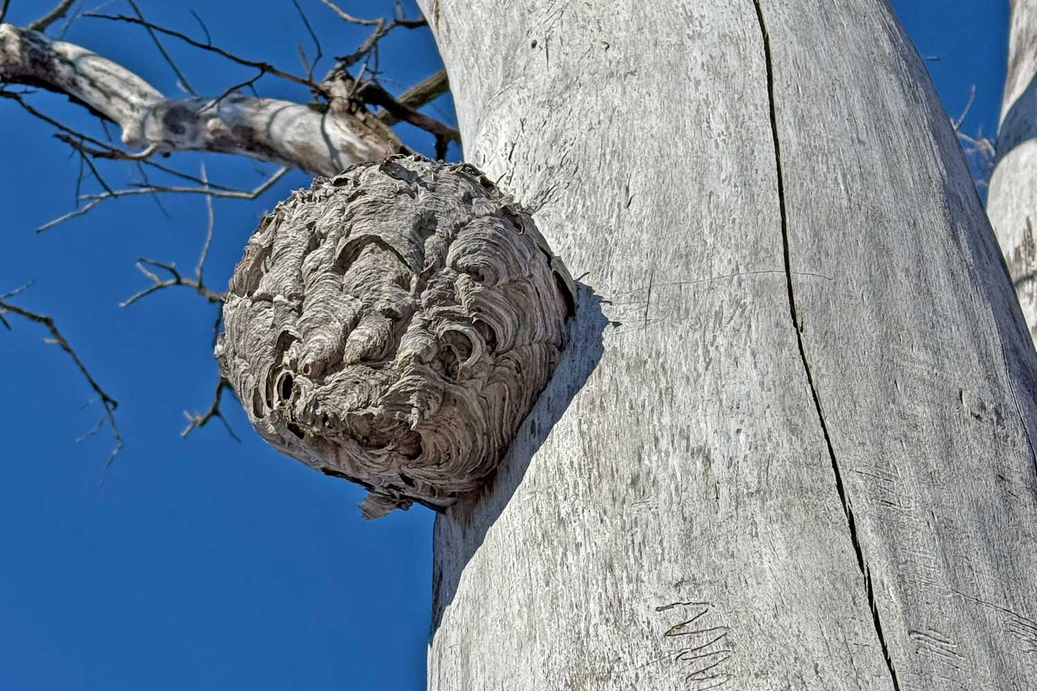 Wasp nest high on a tree.