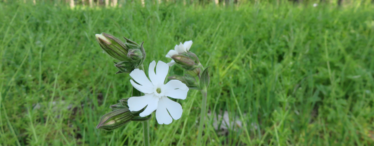 Kankakee Sands Preserve - Forest Preserve District of Will County