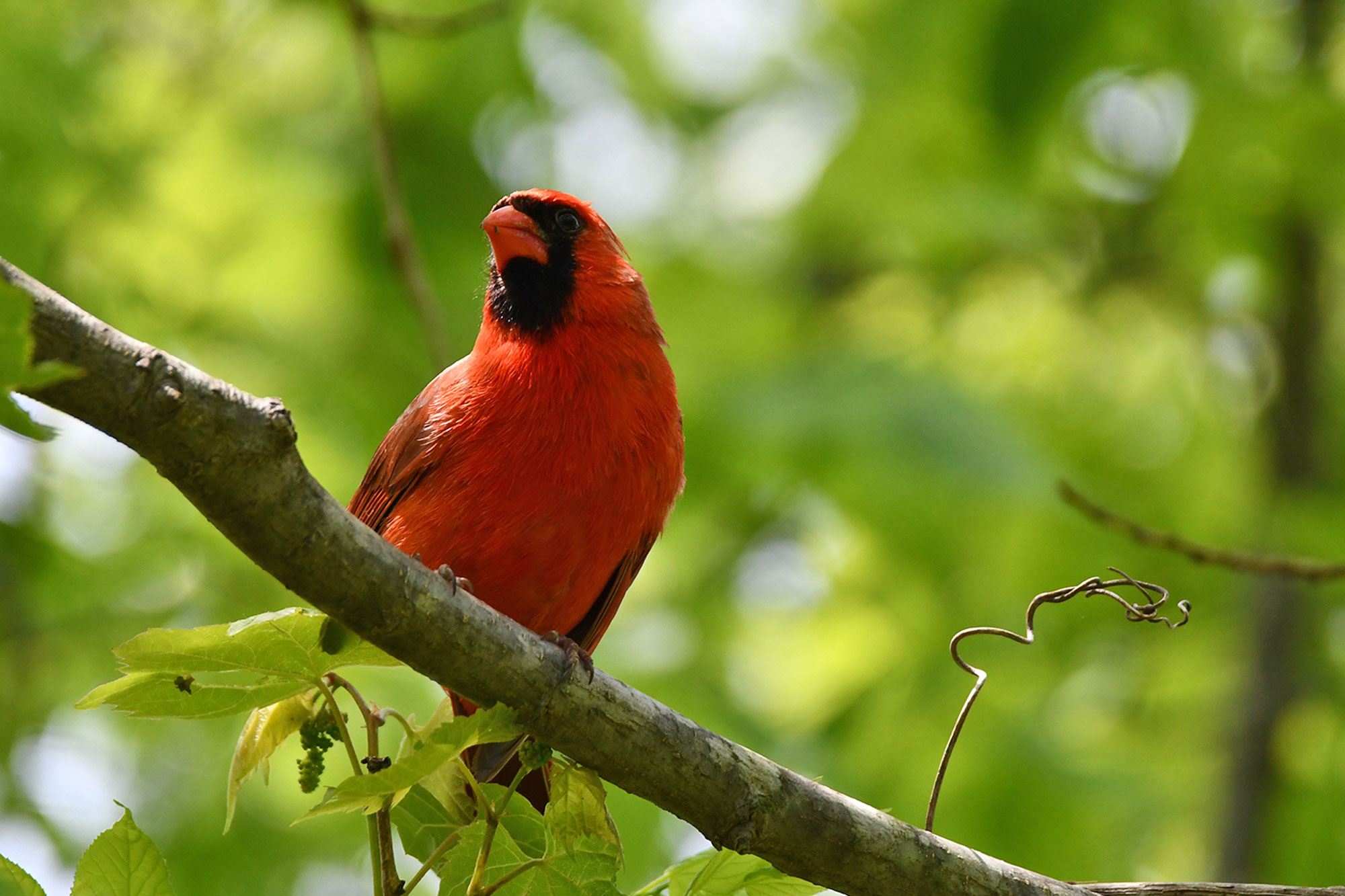cardinal land conservancy