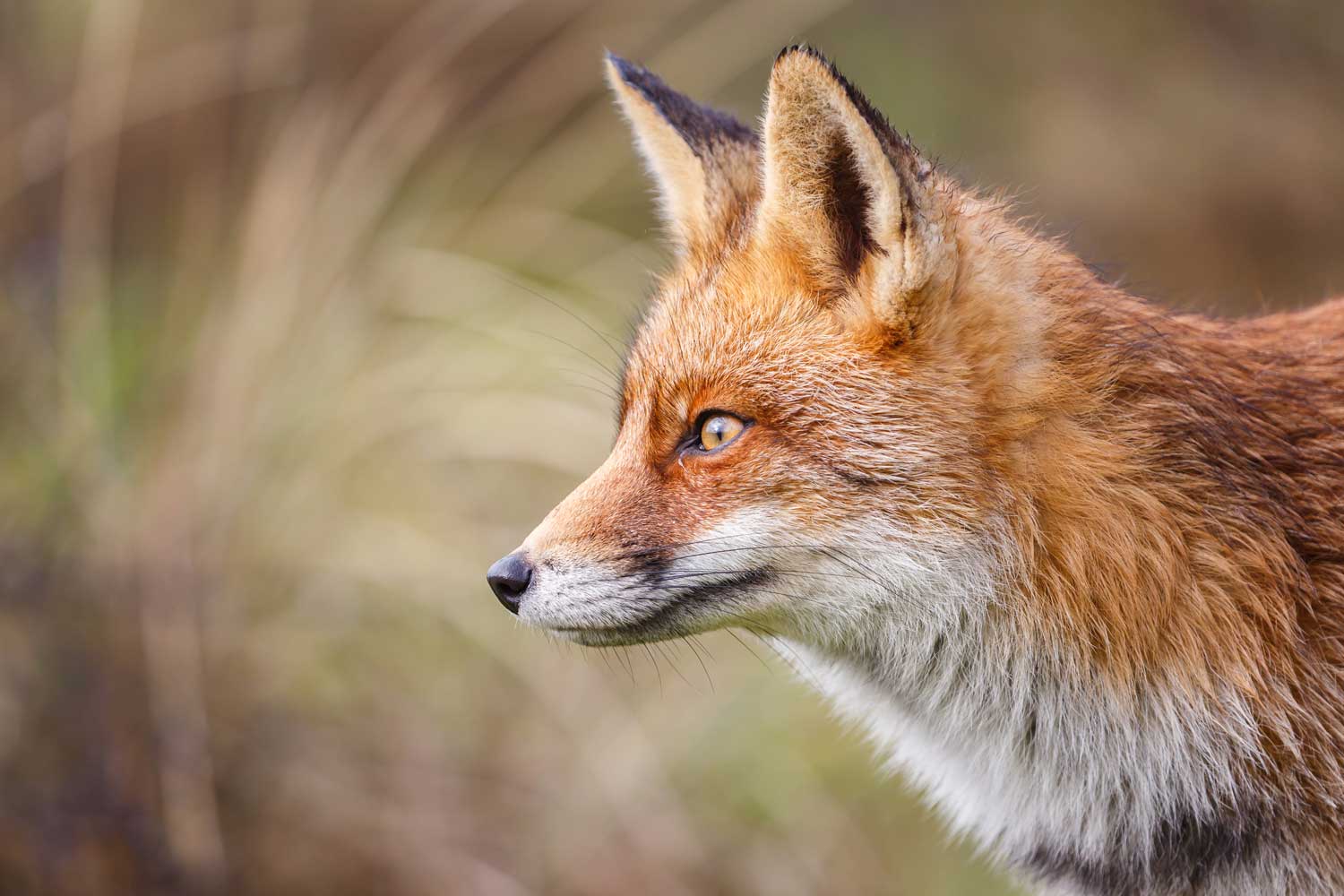 creature-feature-the-cunning-and-clever-red-fox-forest-preserve