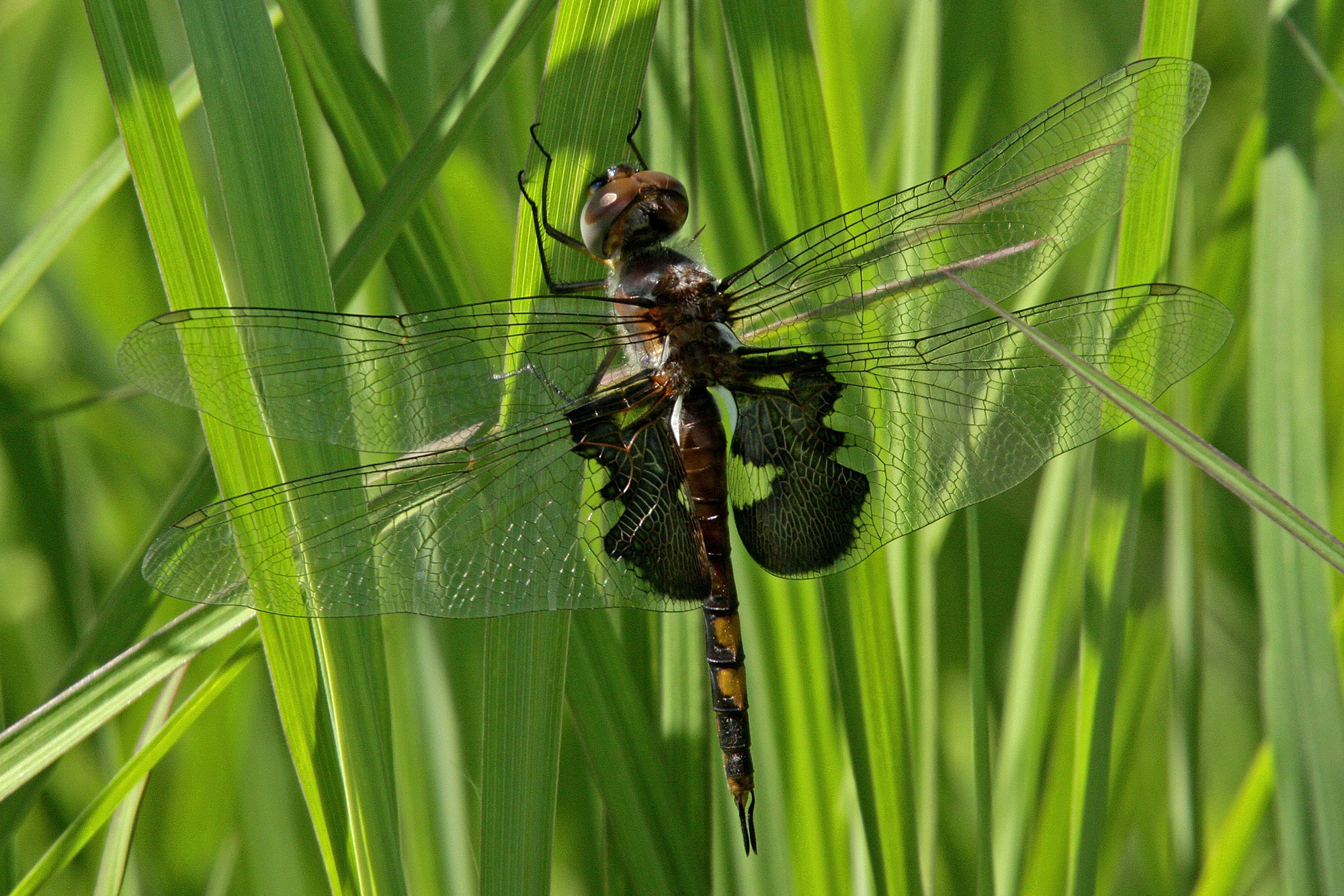 The black saddlebags dragonfly.