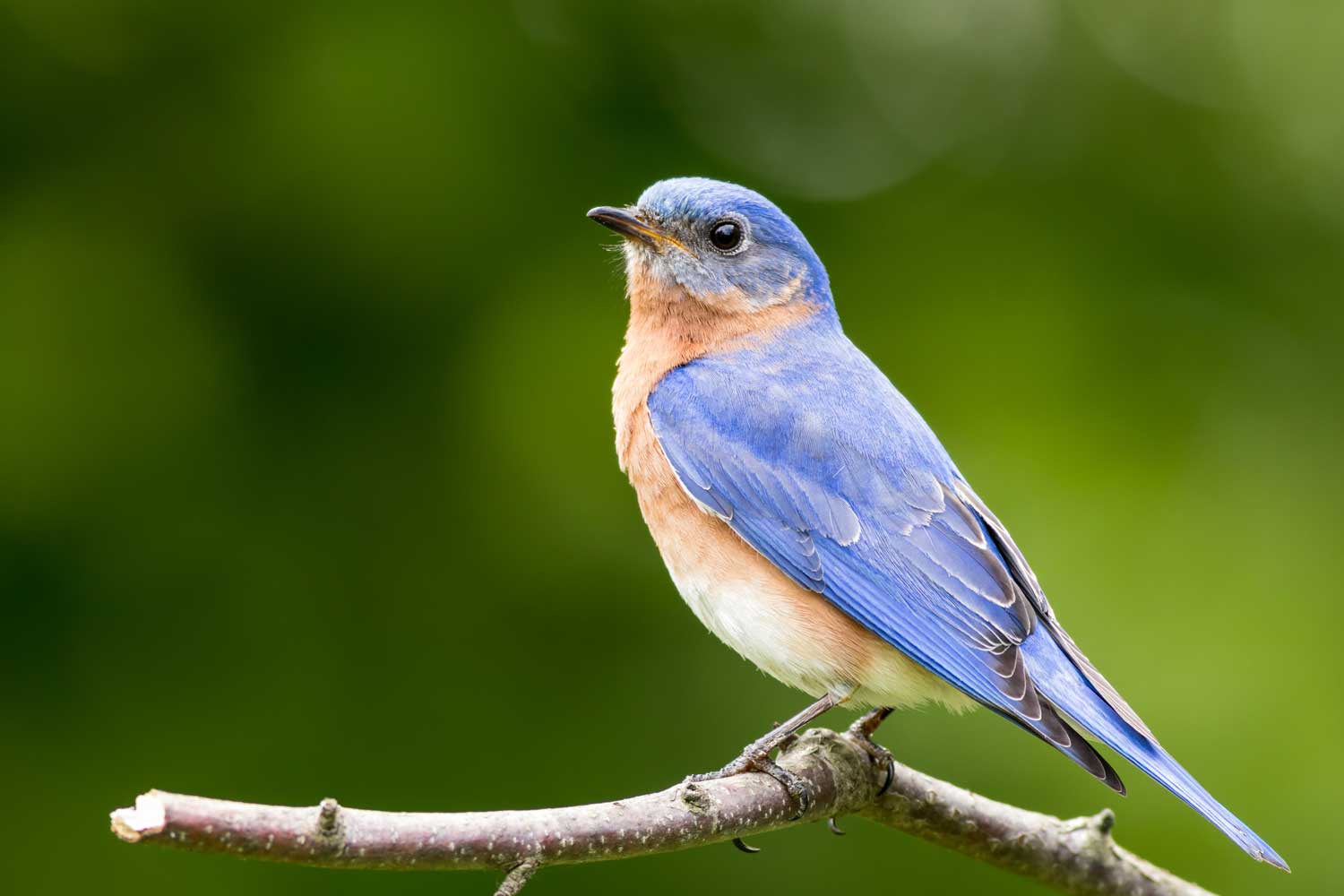 Not all blue birds are bluebirds: Learn the difference between our