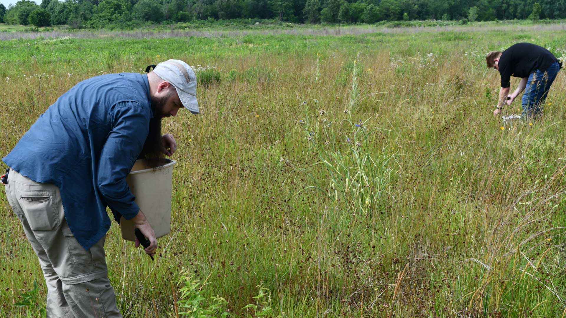 Two volunteers collecting seeds in a prairie.