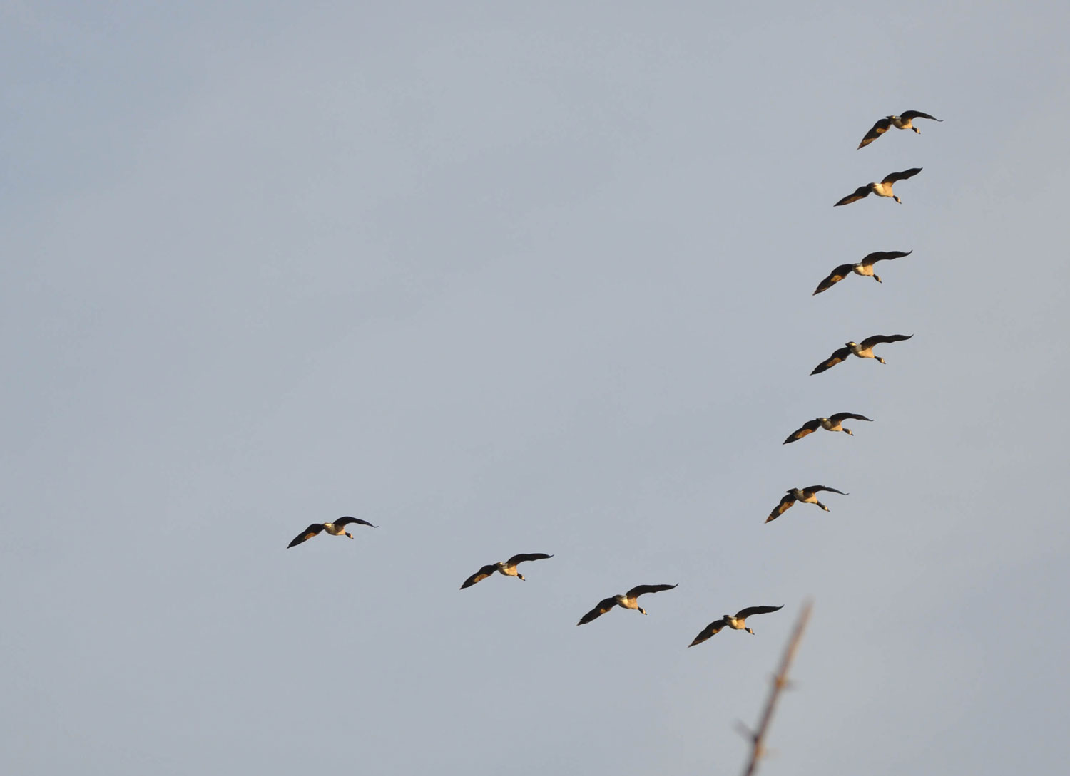 Nature Curiosity: Why Do Some Birds Fly In A V Formation? | Forest ...