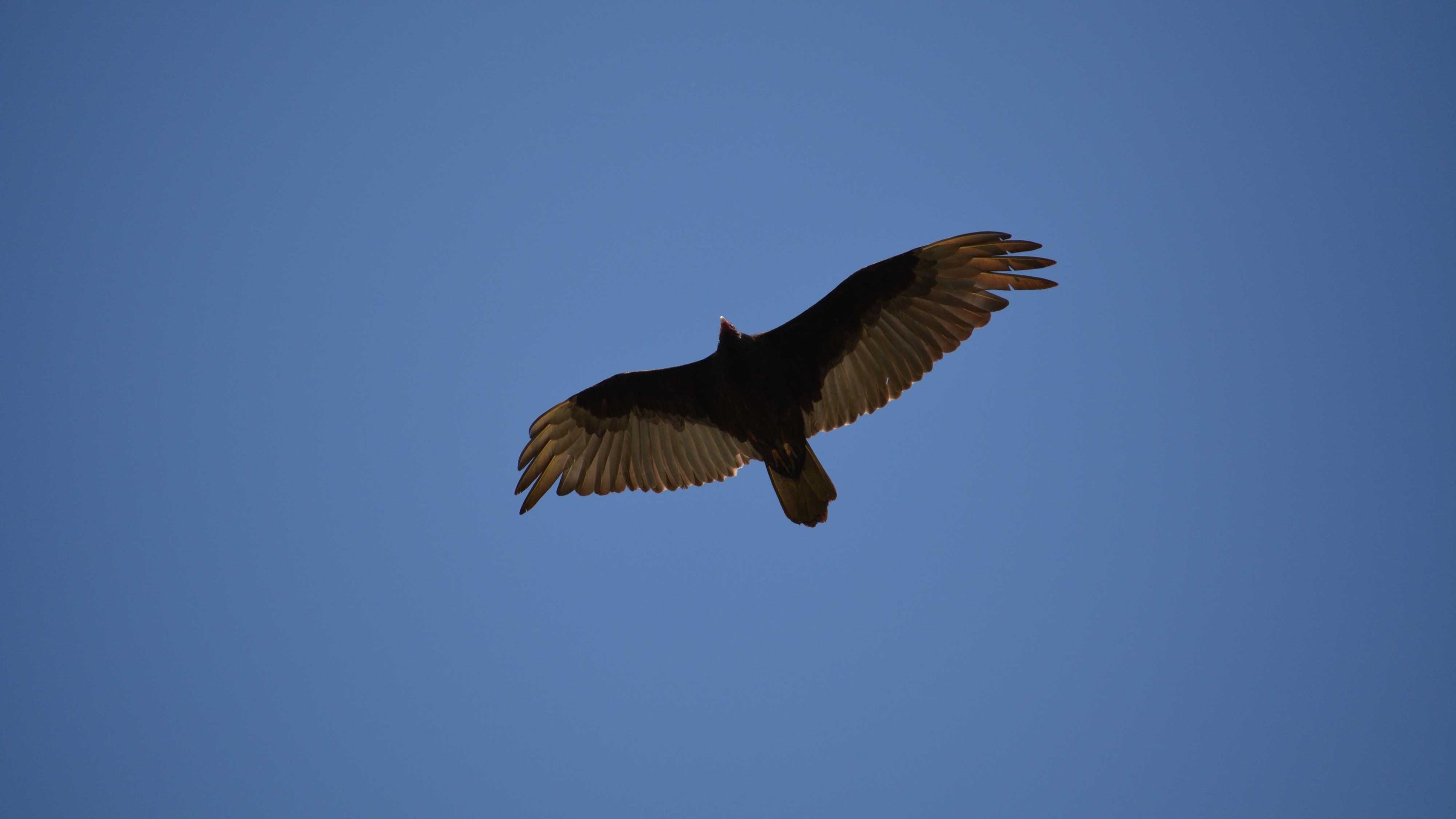 A turkey vulture in flight.