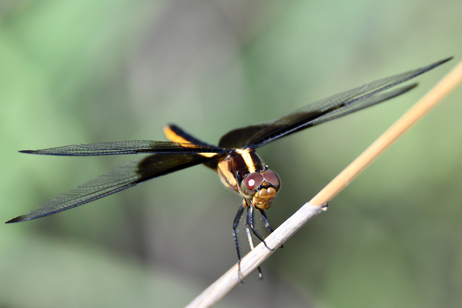 Too Many Mosquitoes In Your Yard Attract Dragonflies Forest Preserve District Of Will County