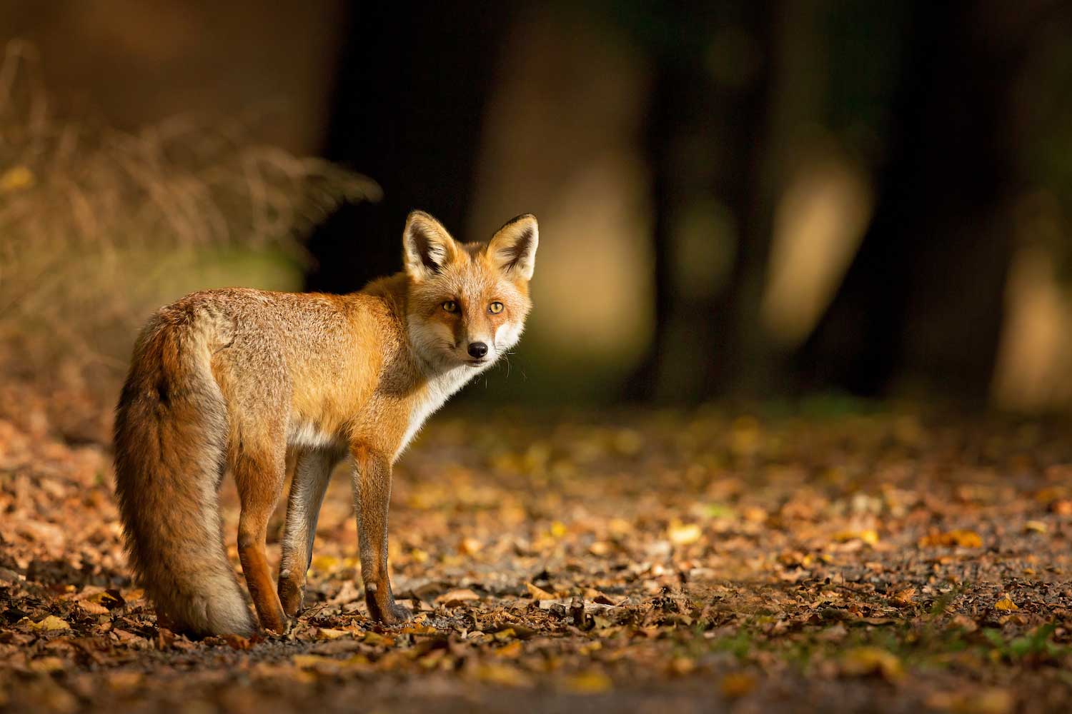 Five fast facts about resourceful red foxes | Forest Preserve ...