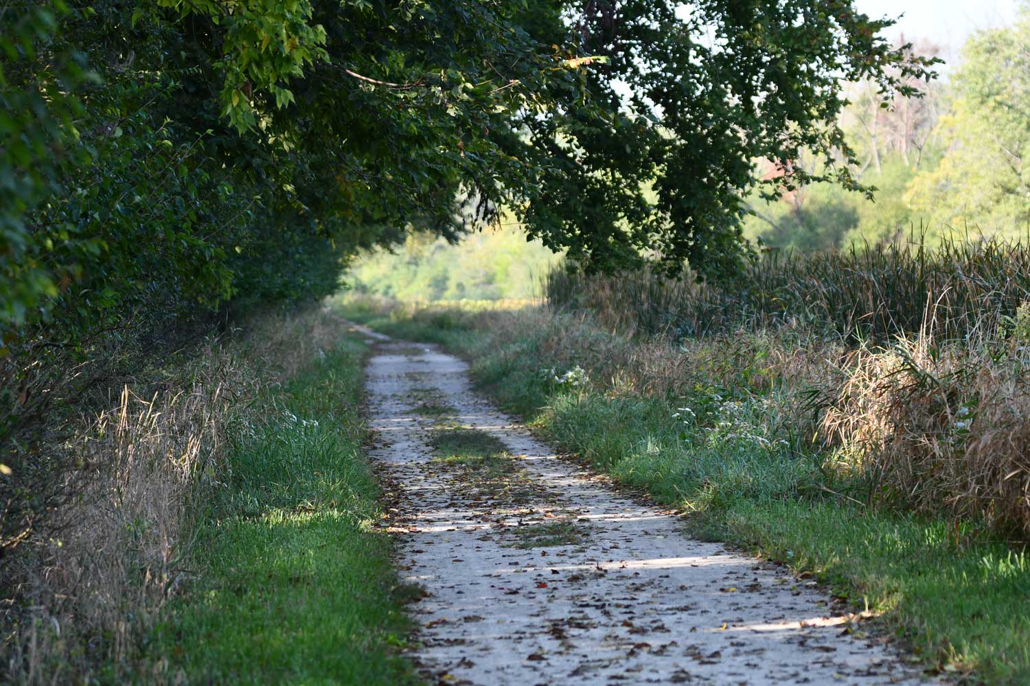 Trail lined with grasses and trees.