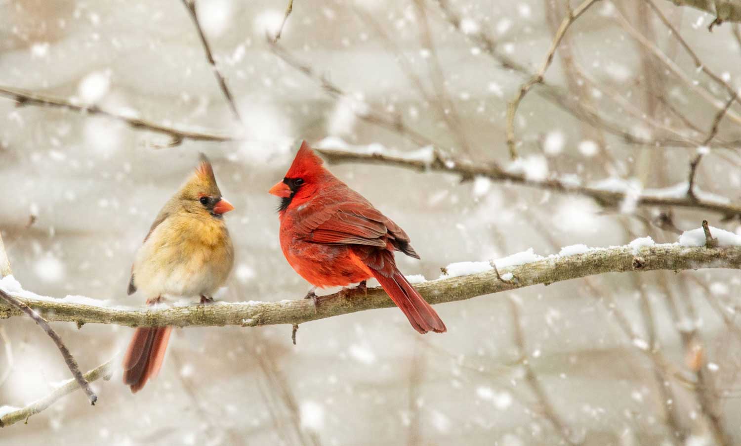 A female and male cardinal perched on a branch with snow falling around them.