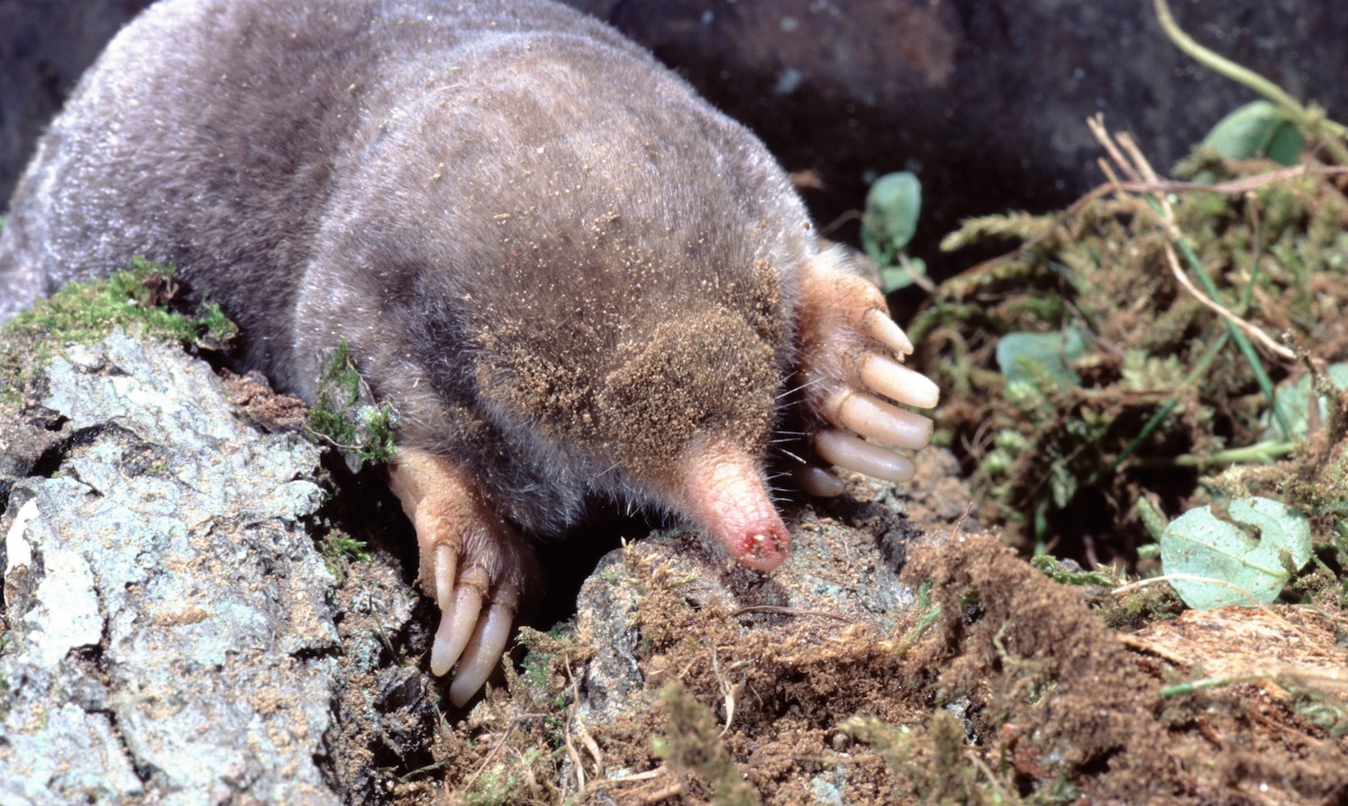 Close-up of a mole.