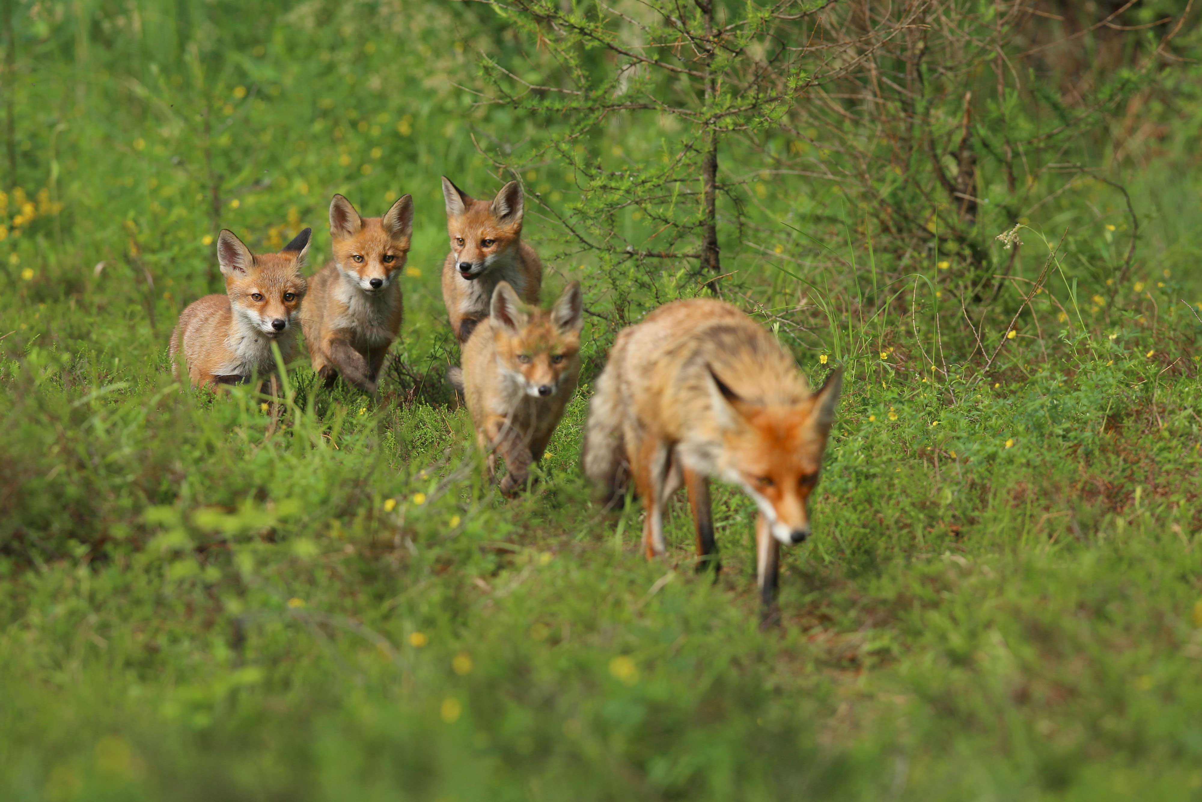 A red fox with its kits walking in a field.