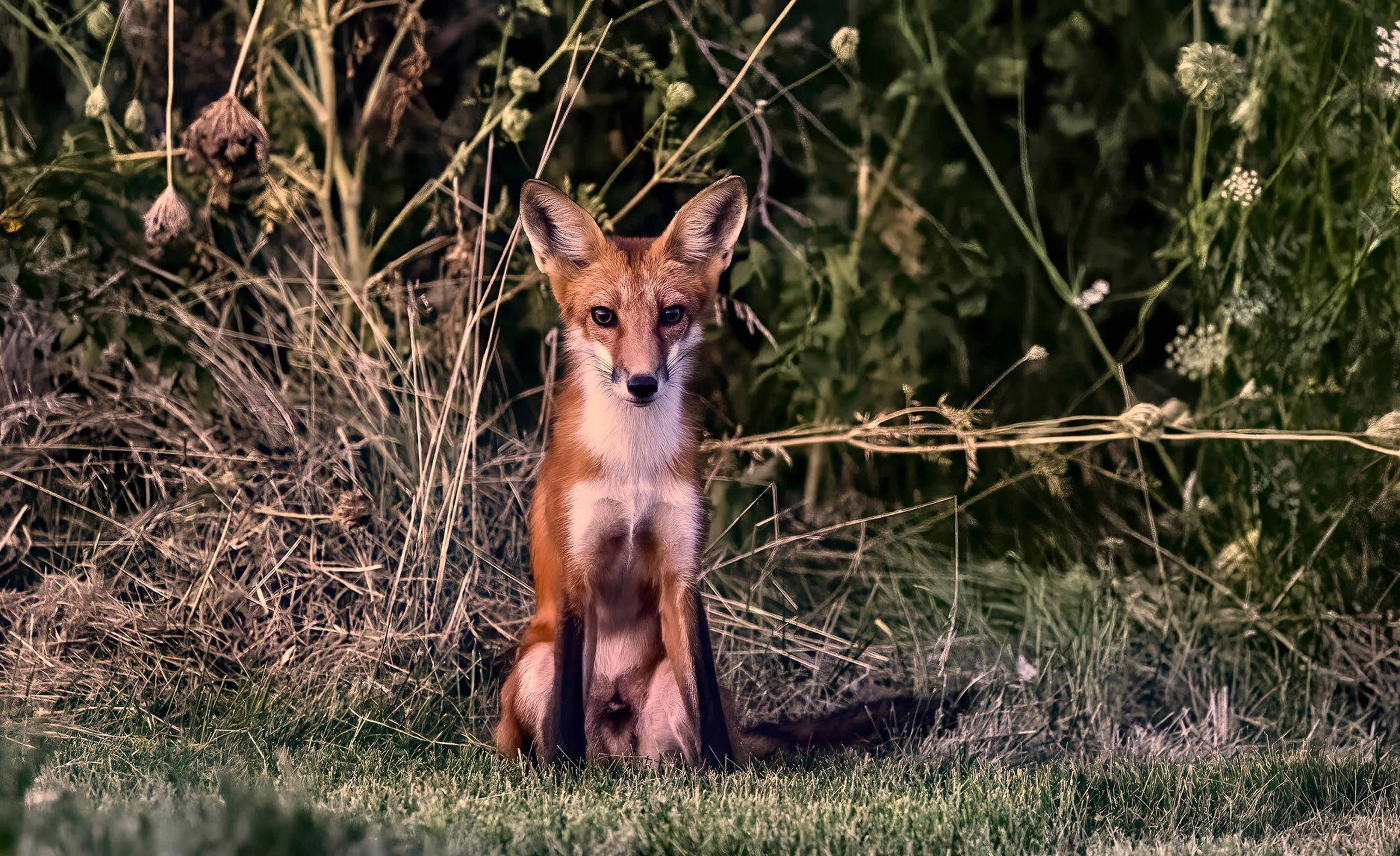 A red fox sitting in grass.