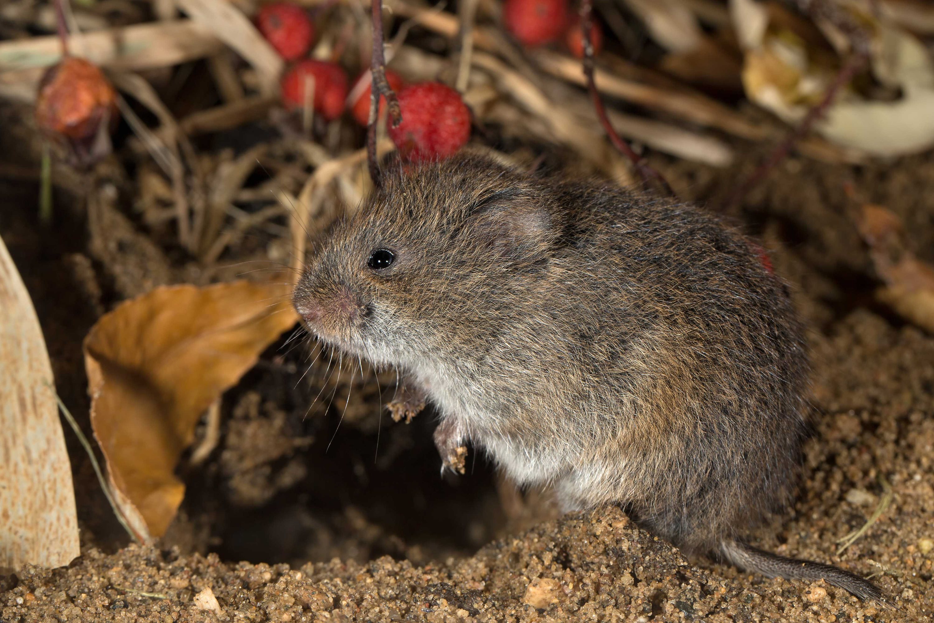 What Is a Vole?