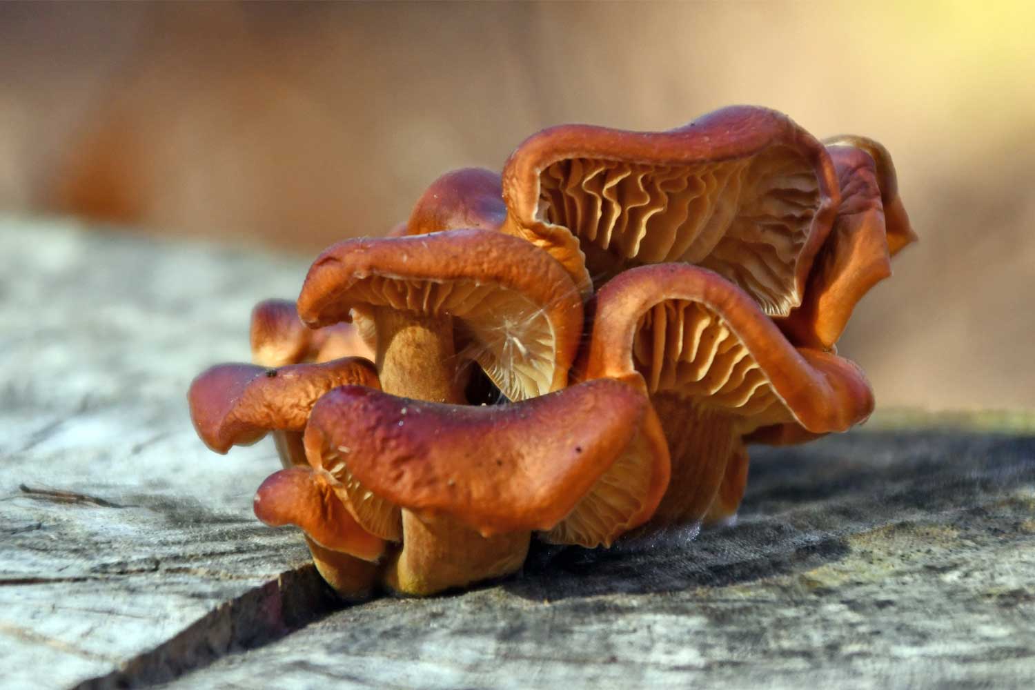 Velvet foot mushrooms on a log.