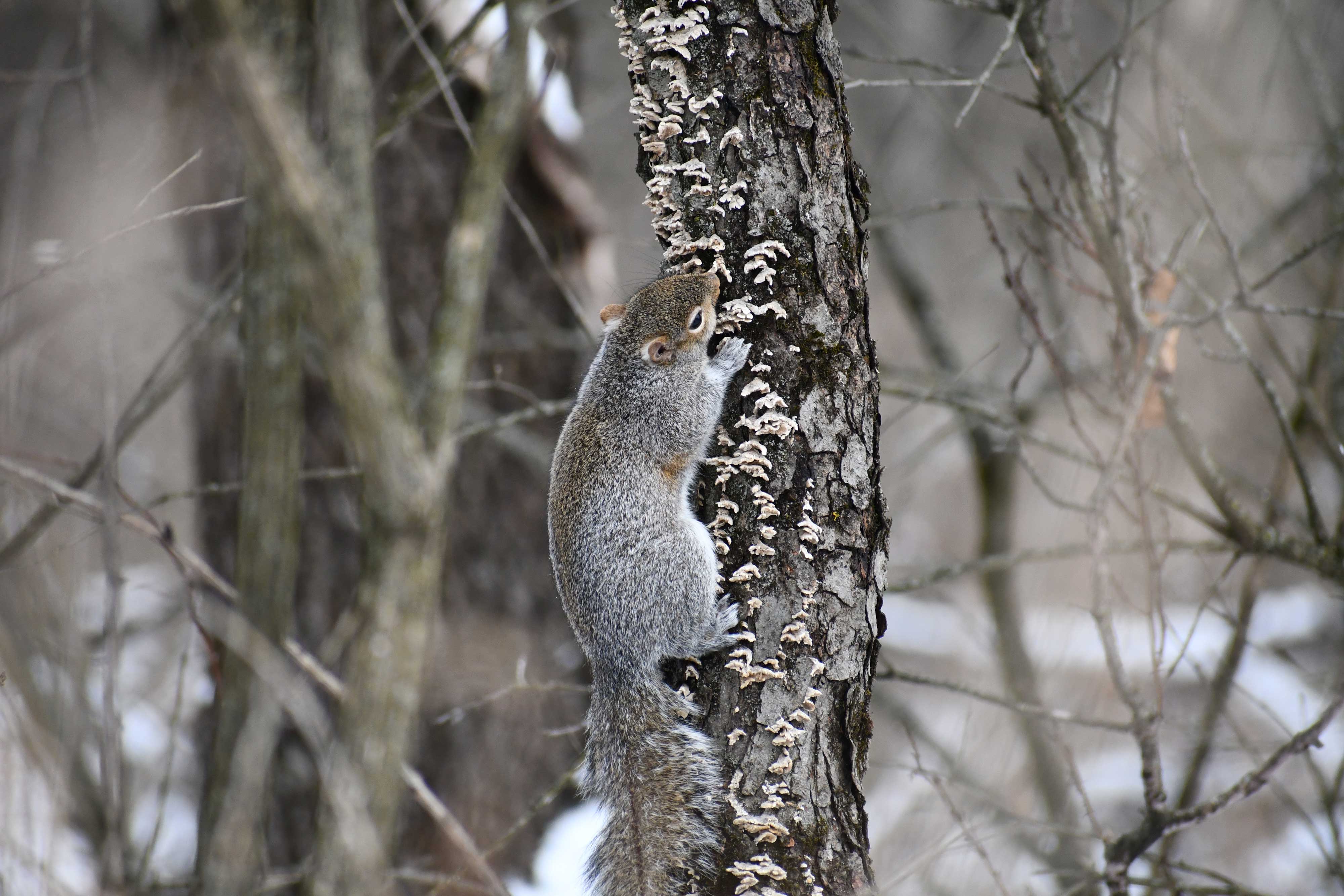 An eastern gray squirrel climbs up and down a tree.