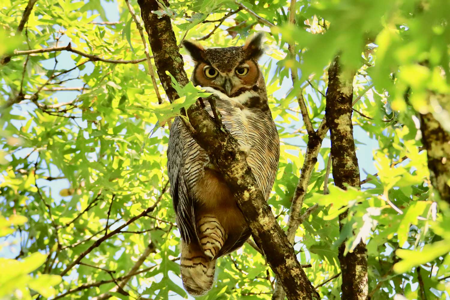 A great horned owl perched on a tree branch with leaves in the background.