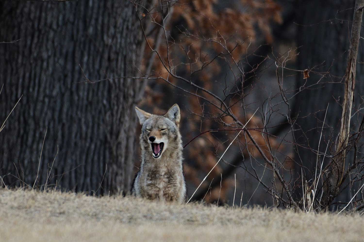 A coyote sitting in a forest with its mouth open.