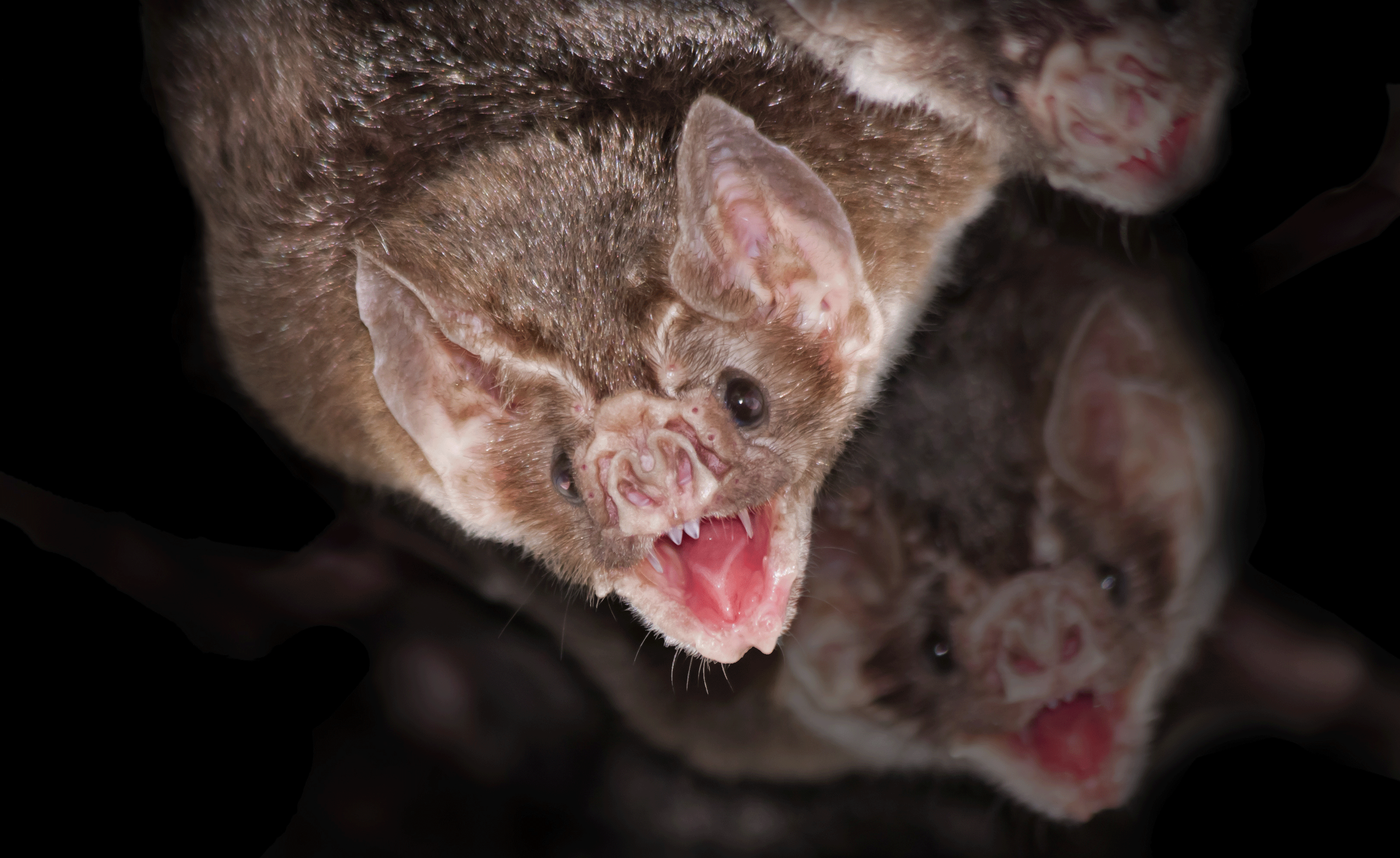 Two vampire bats hanging upside down with their mouths open.