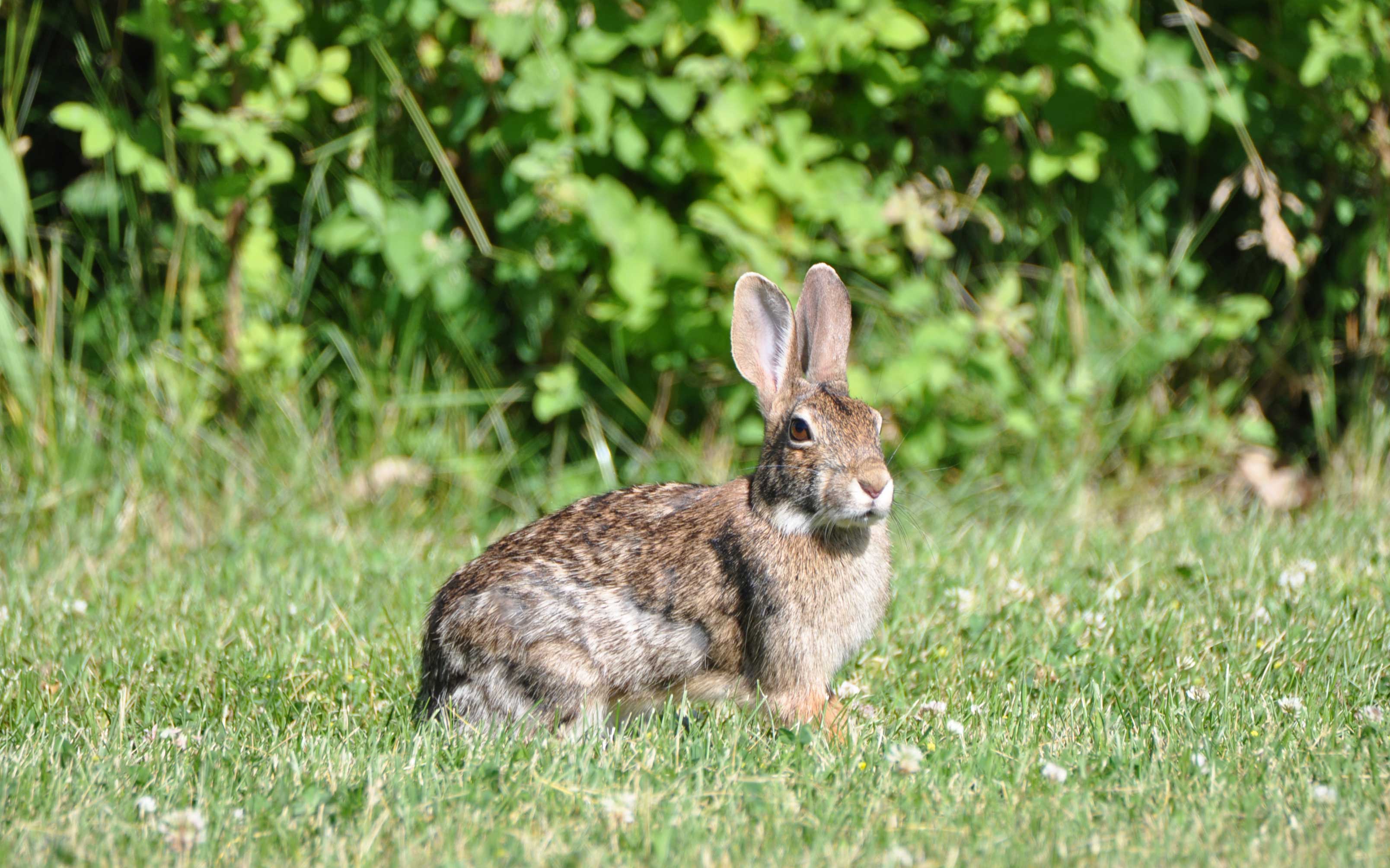 A rabbit sitting in the grass.