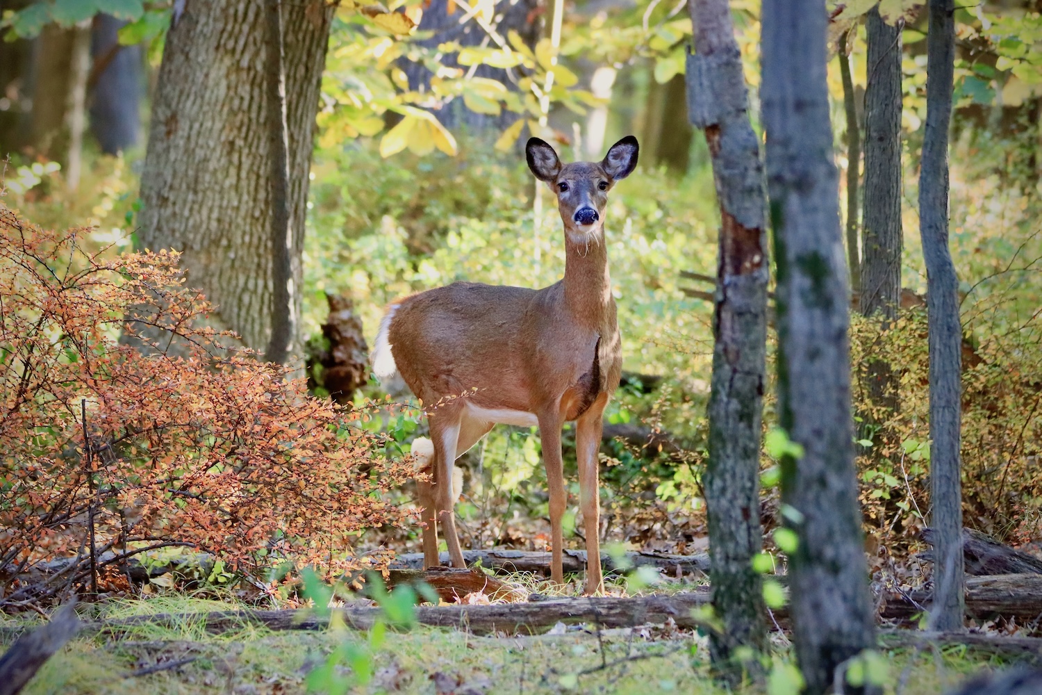 A deer standing in forest surrounded by trees in a forest.
