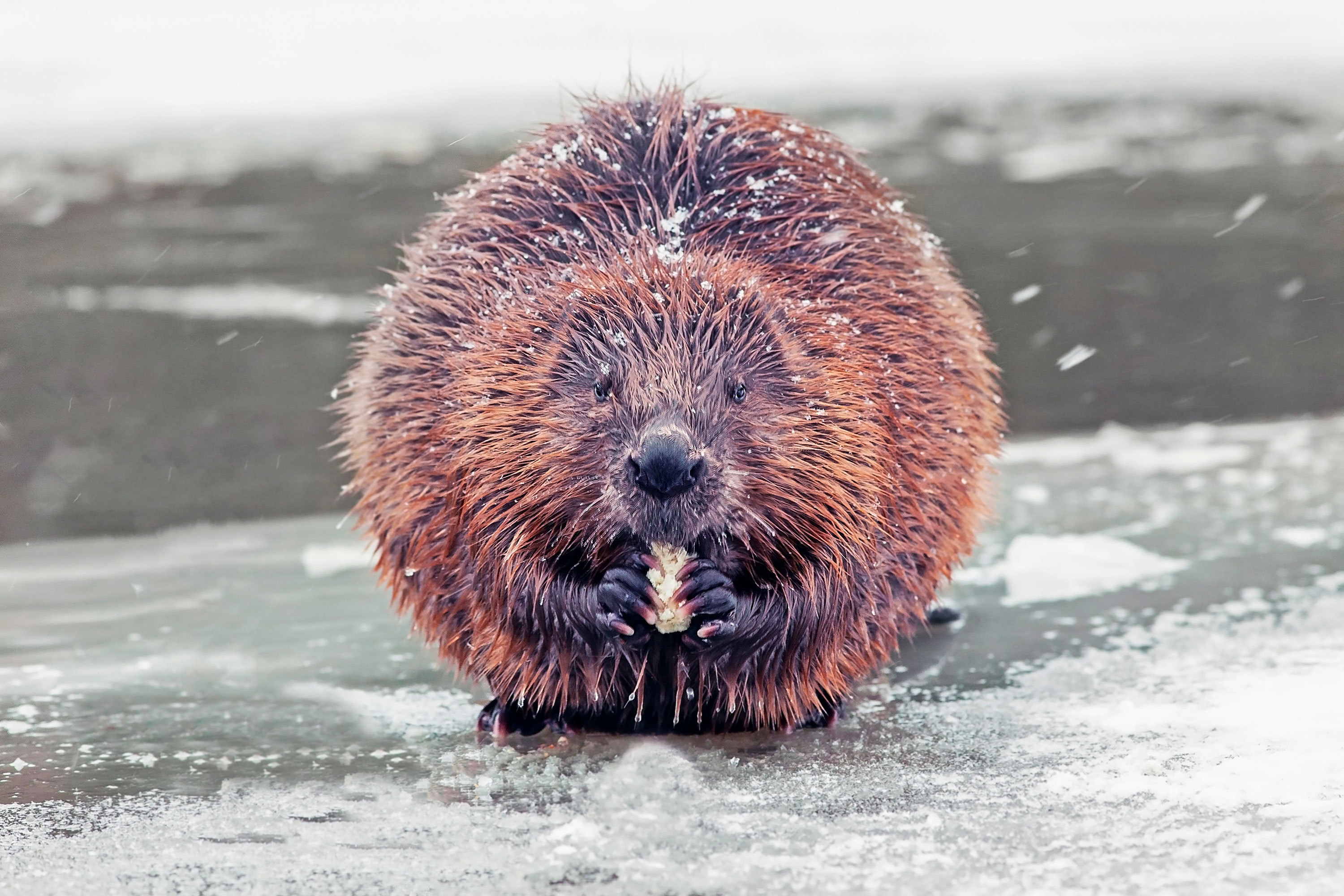 A beaver sitting on ice.