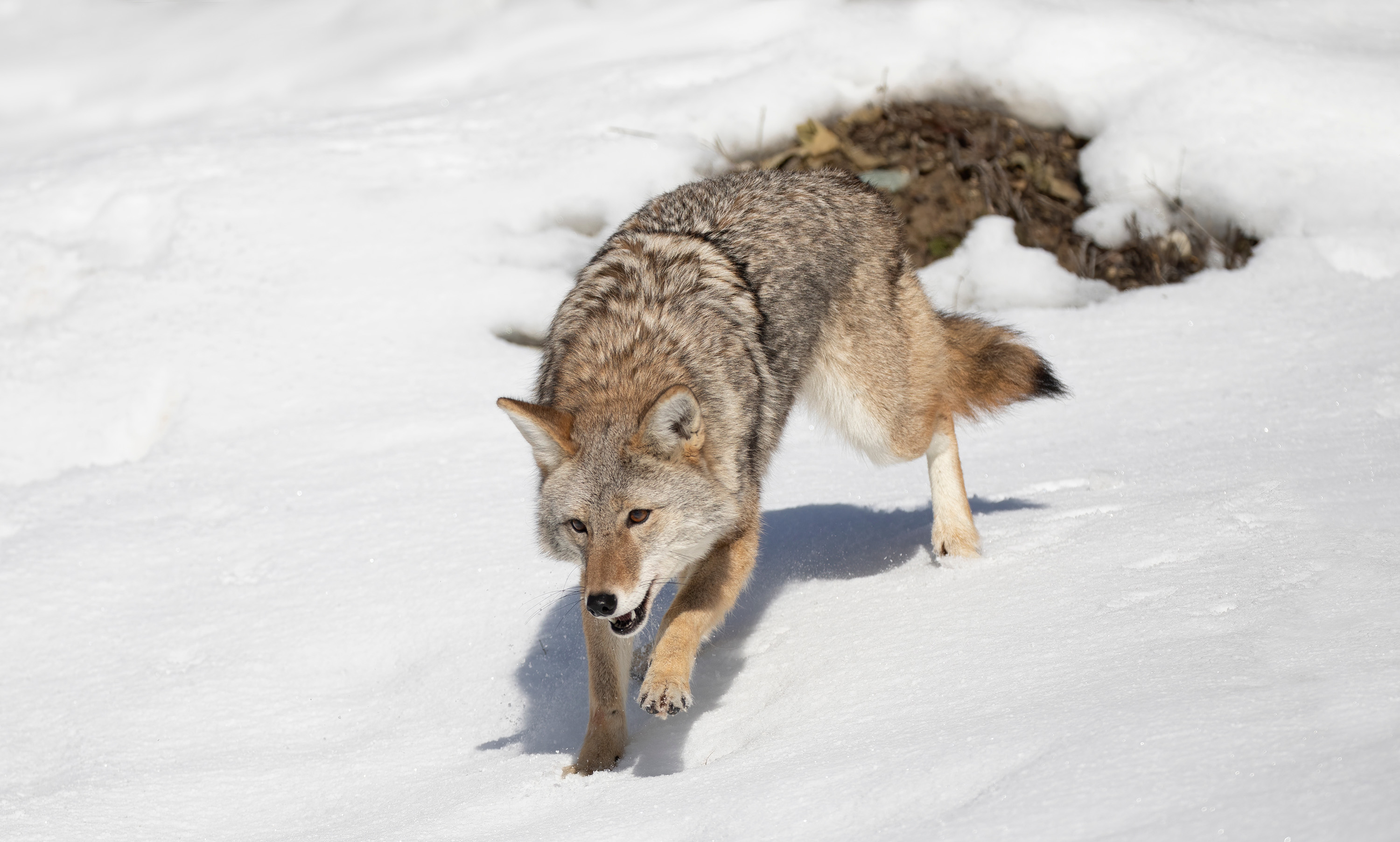 Coexisting With Wildlife: Coyotes | Forest Preserve District Of Will County