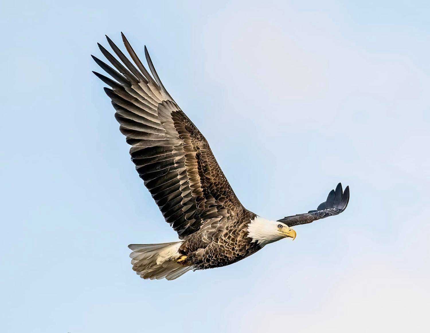 A eagle with its wings outstretched in flight in a blue sky.