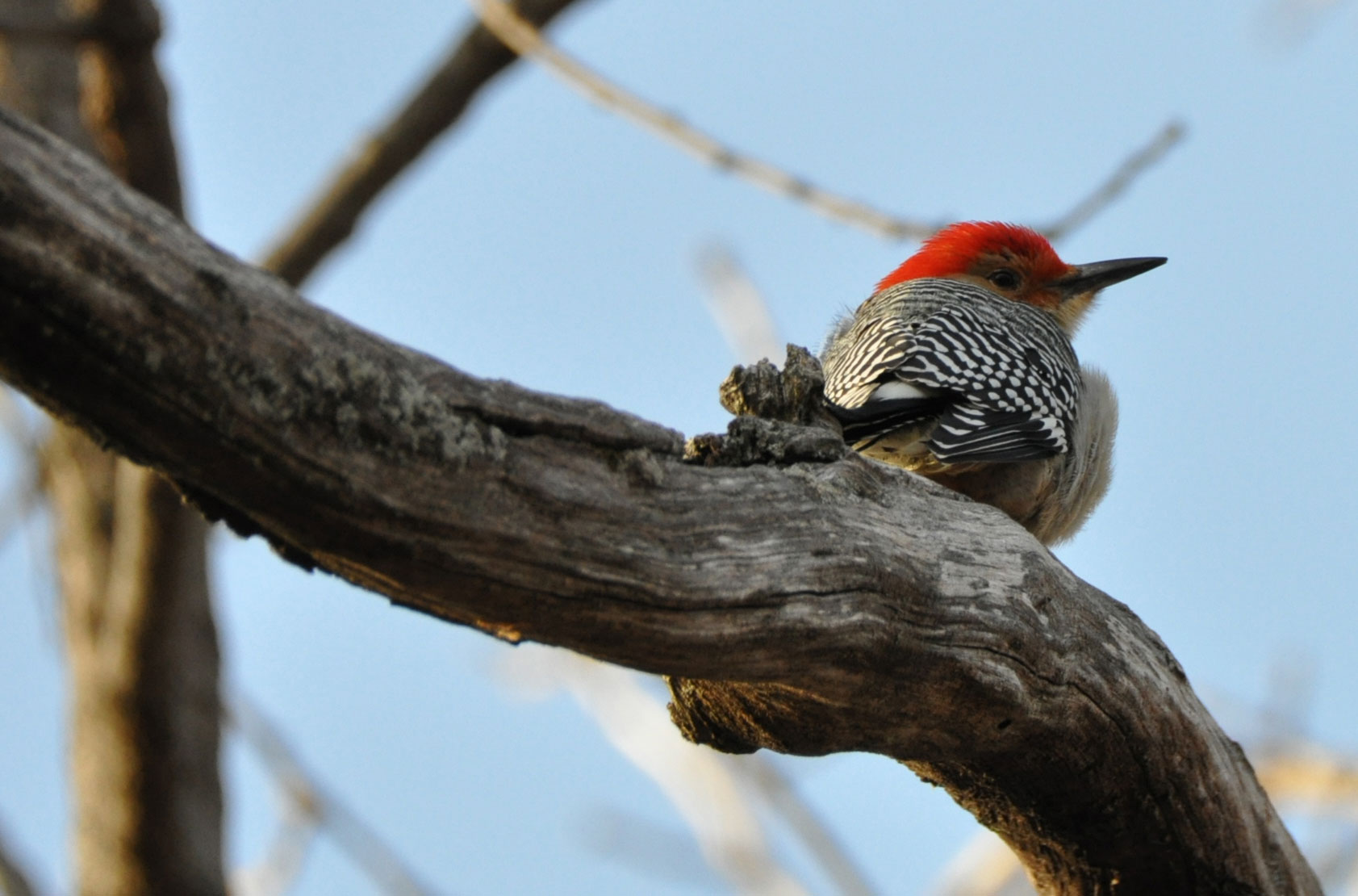 Blue Jay and a Red-bellied Woodpecker today in my backyard in Southeast  Illinois. : r/birding