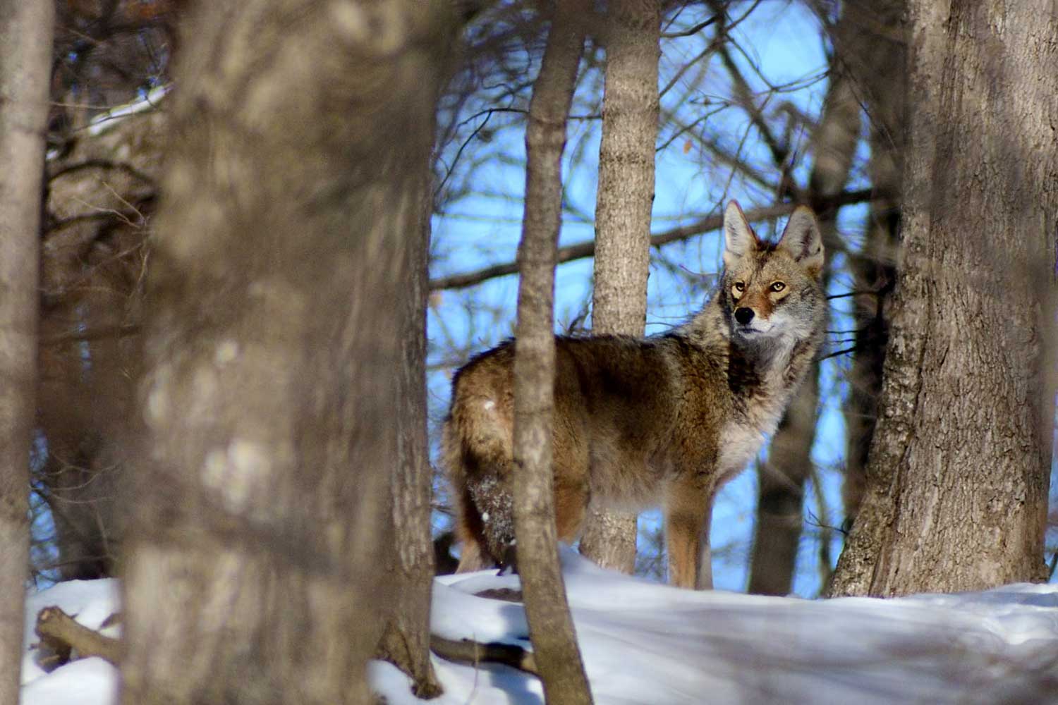 A coyote standing in a snow-covered forest.