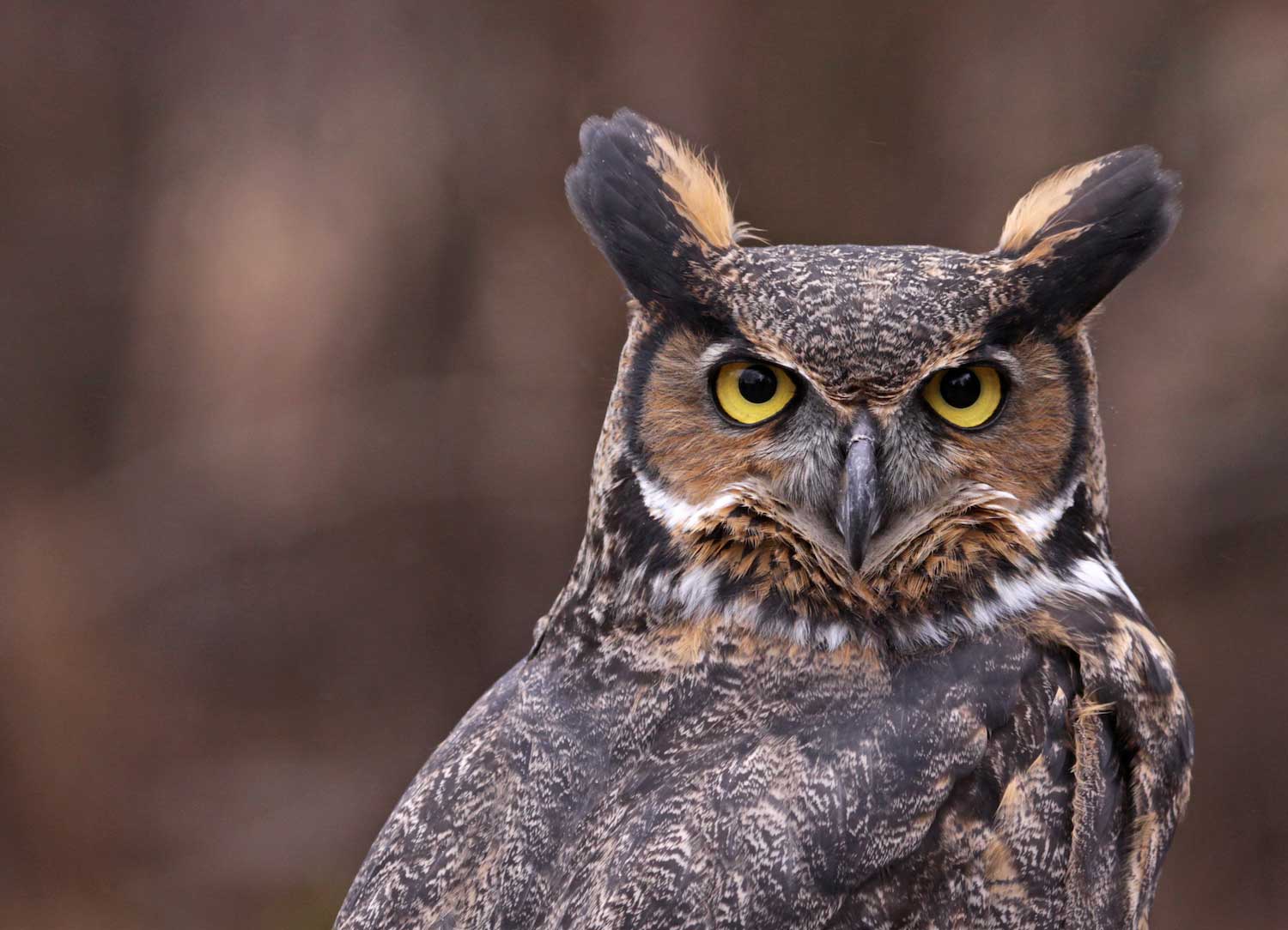 Five things to know about great horned owls, the quintessential