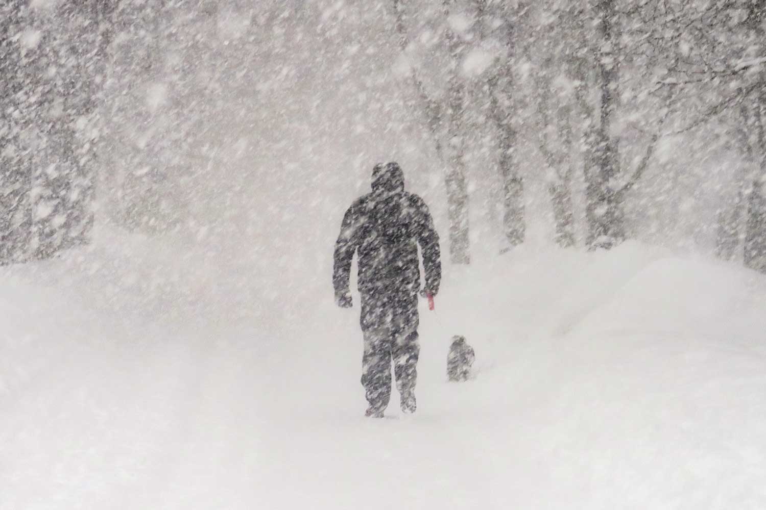 A person walking a small dog with heavy snow falling.